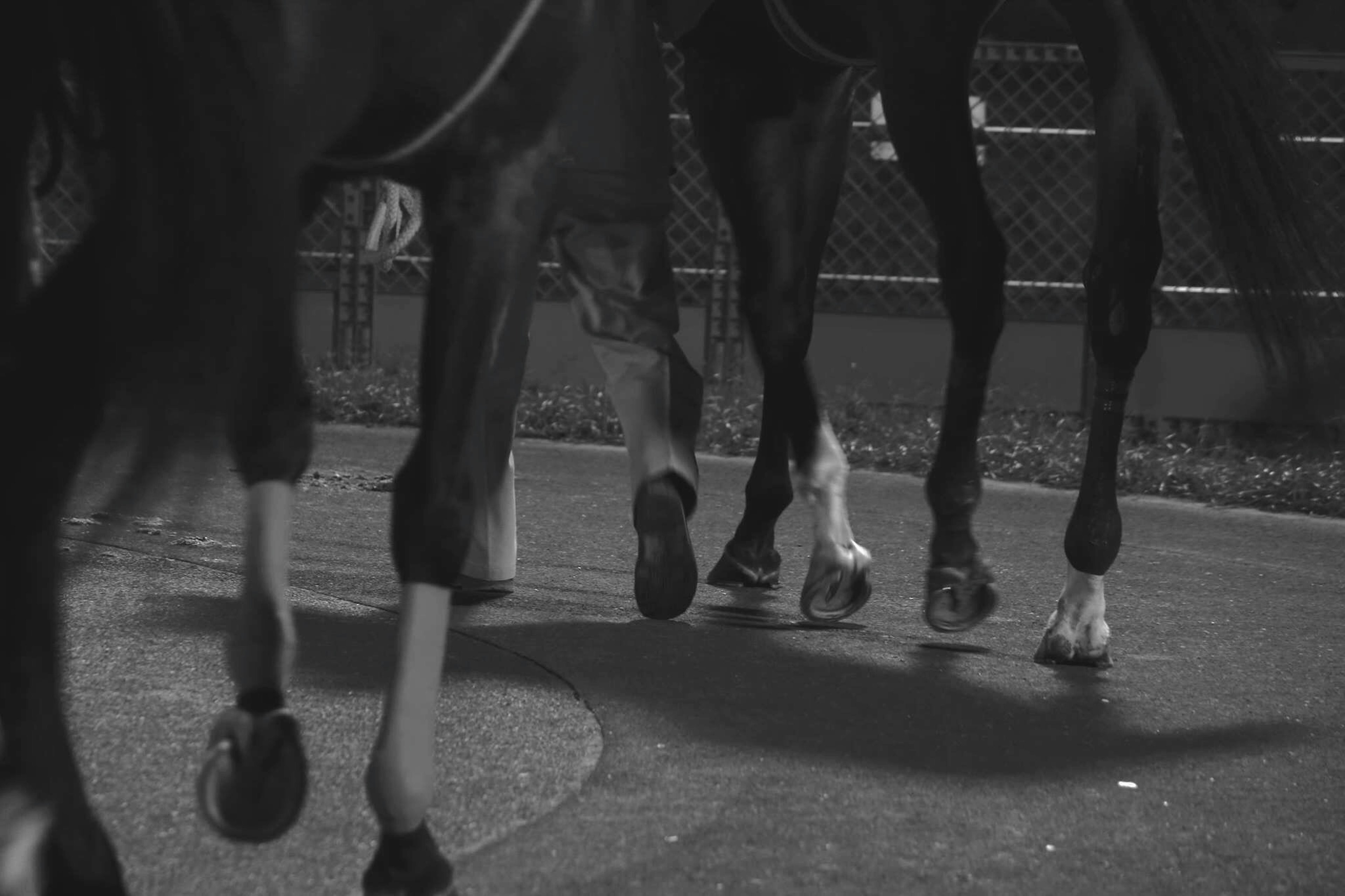 Close-up of horse legs walking on a path