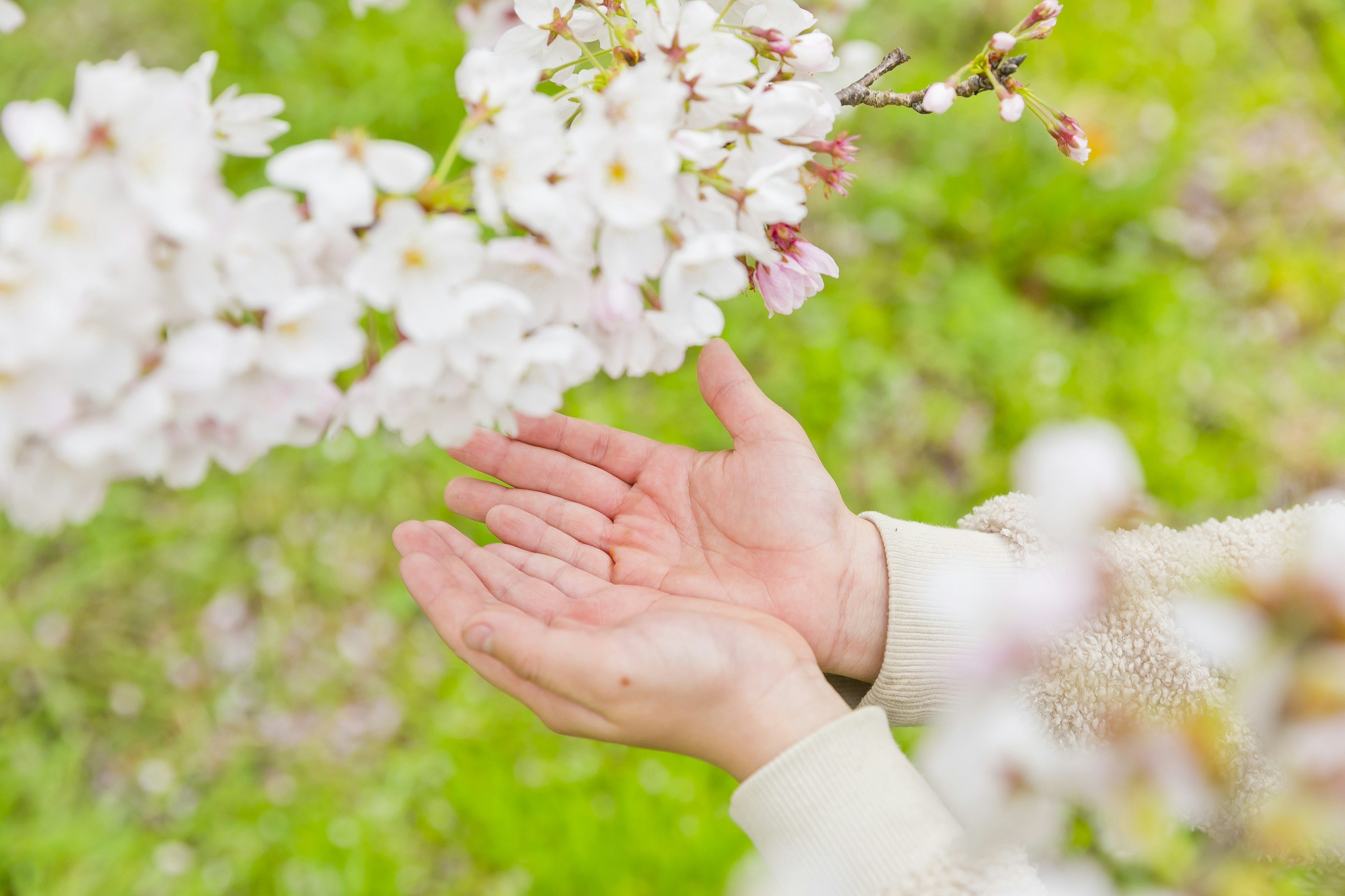 Mains tendues vers des branches de cerisier en fleurs dans un cadre verdoyant