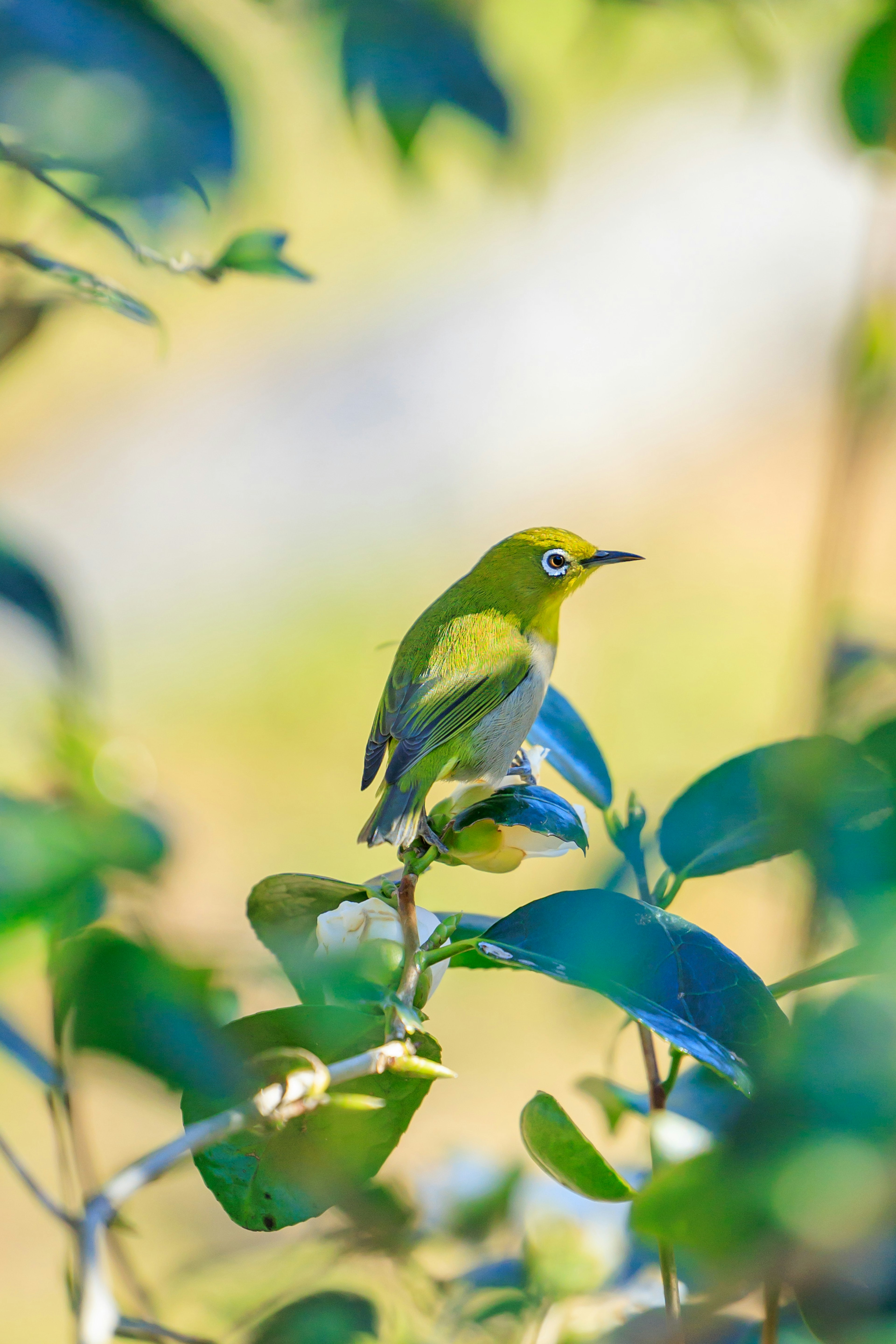 Ein kleiner grüner Vogel sitzt auf Blättern in einer schönen natürlichen Umgebung