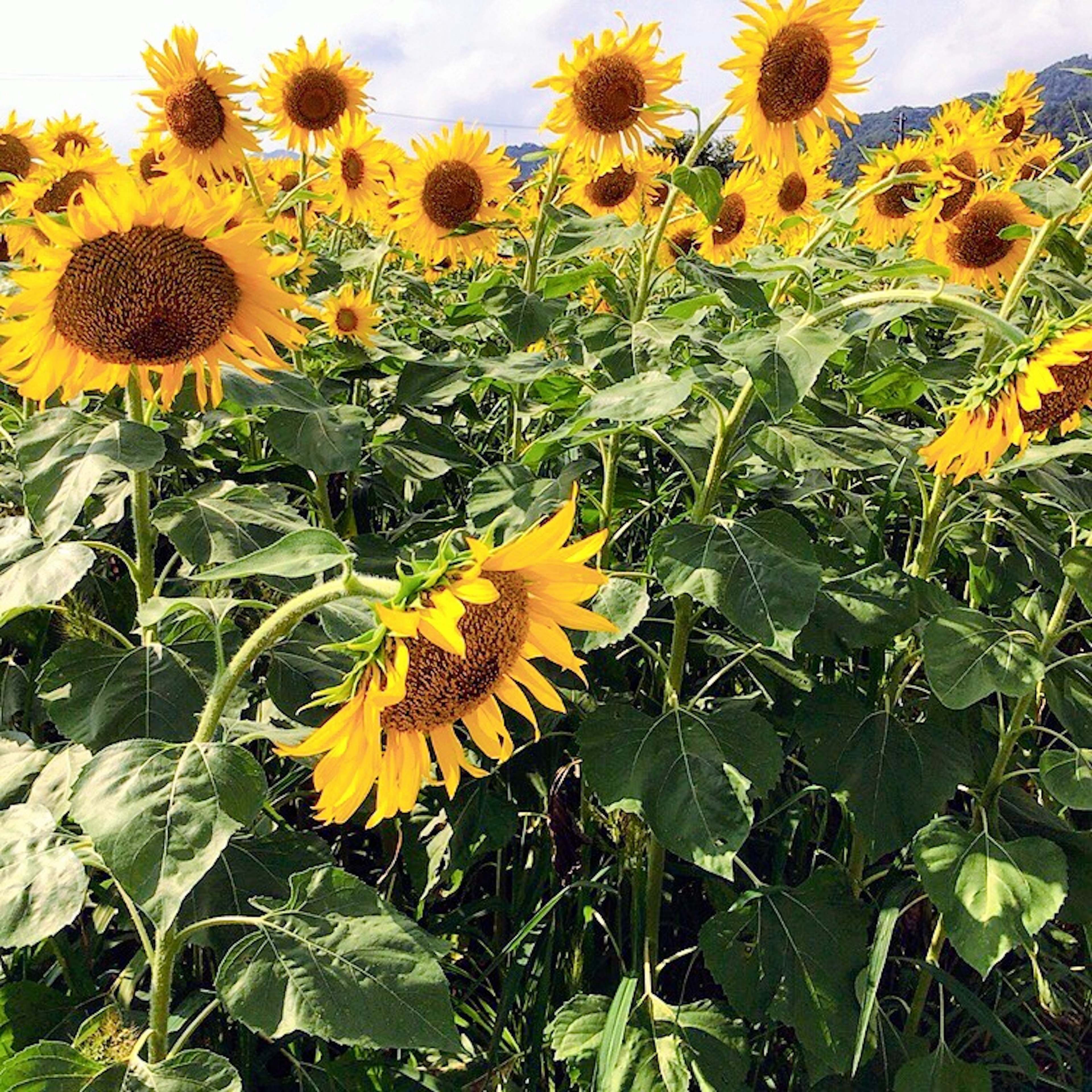 Helle Sonnenblumen blühen in einem Sonnenblumenfeld