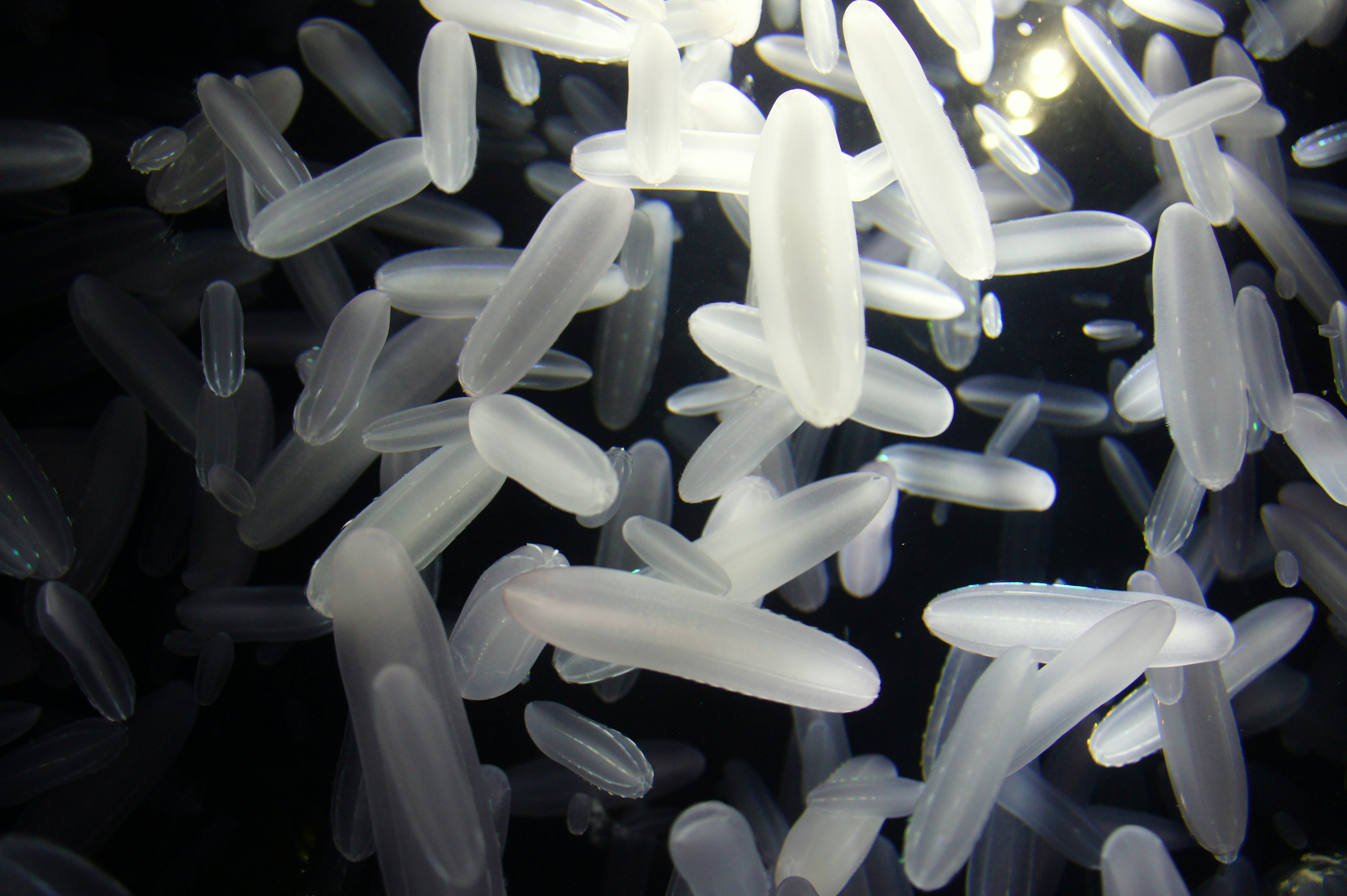 White translucent elongated objects floating in water