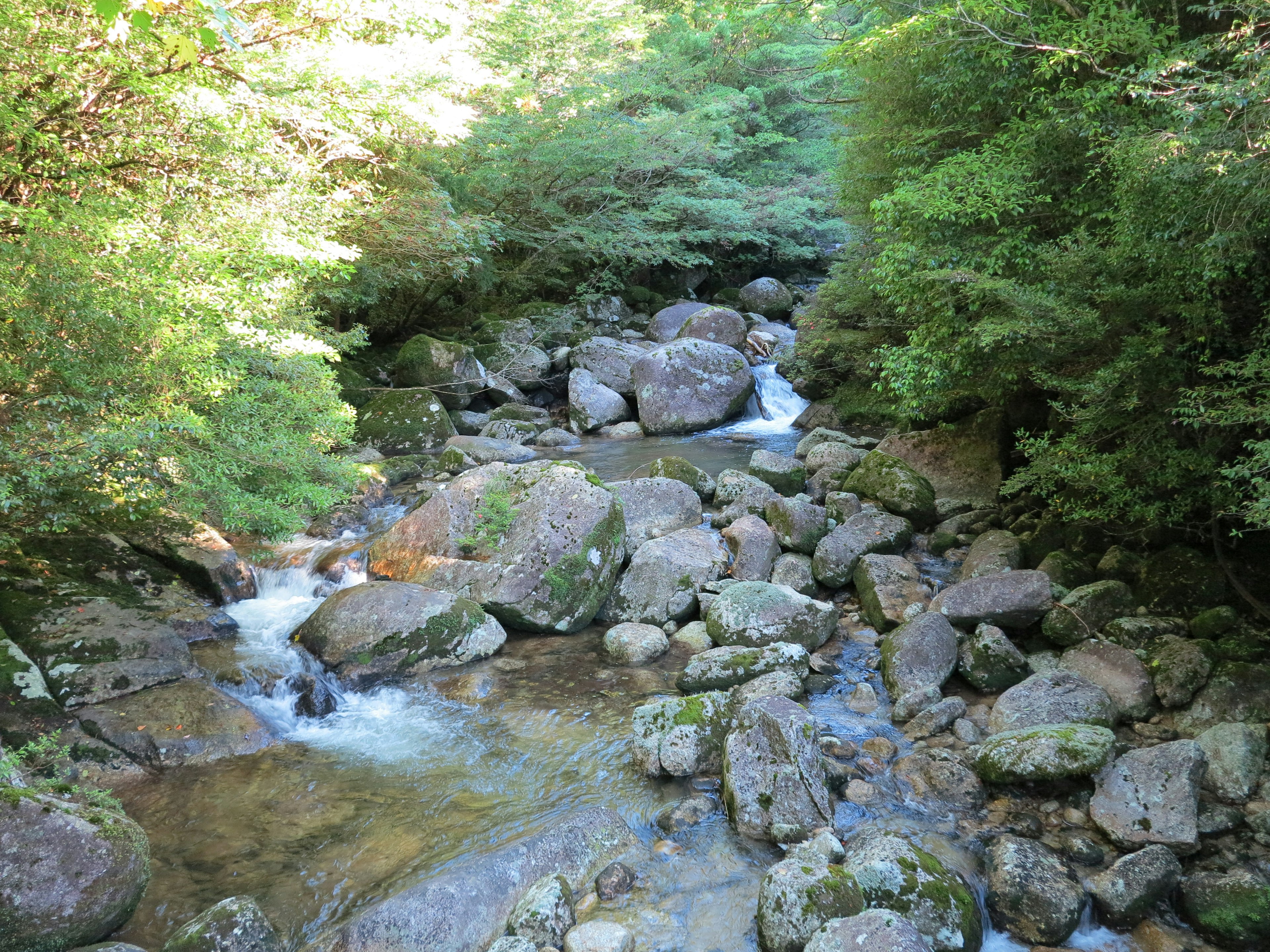 緑に囲まれた小川の流れと岩の風景