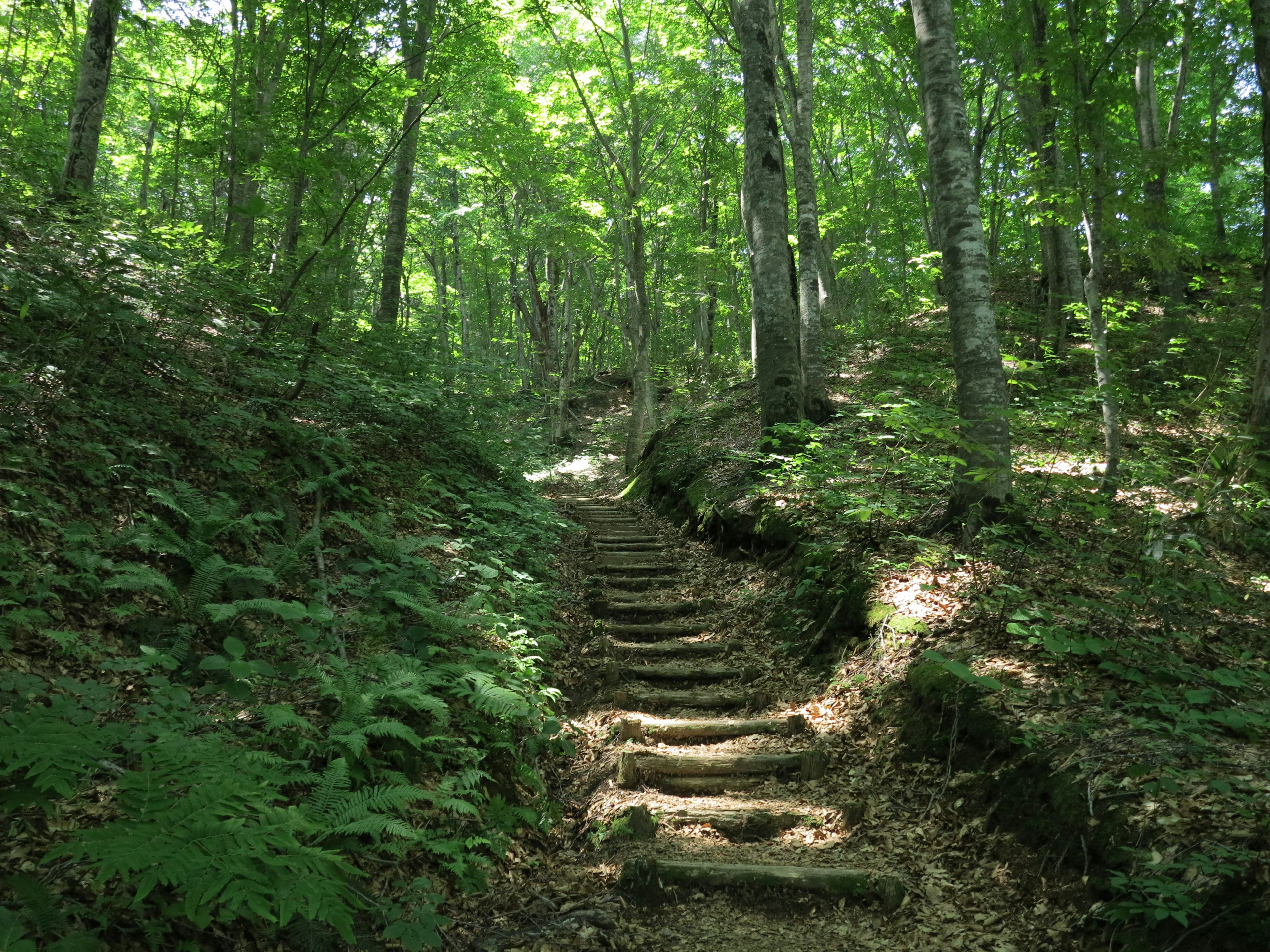 Scale di legno che conducono attraverso una foresta verdeggiante