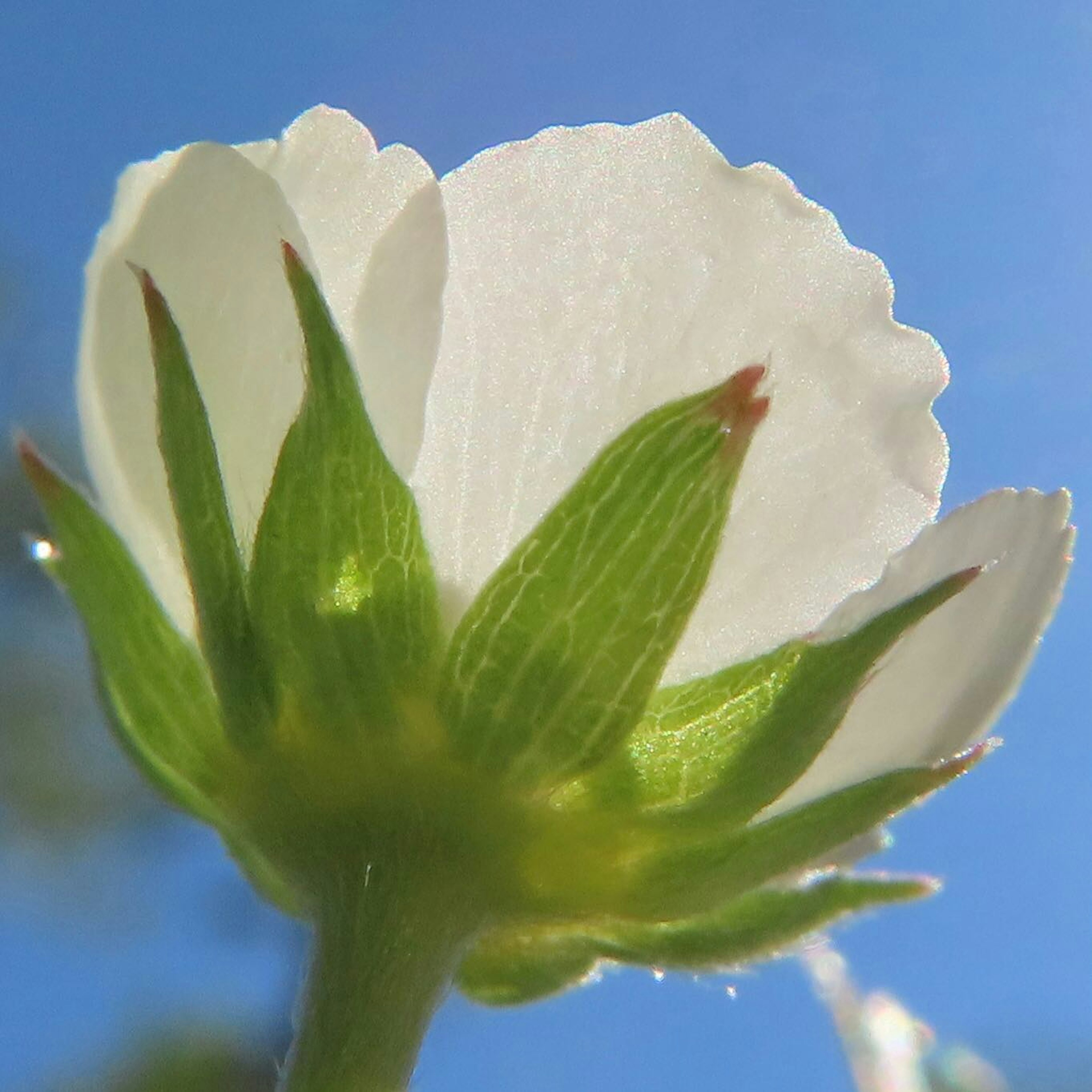 白い花のつぼみの近接写真で青空を背景にしている