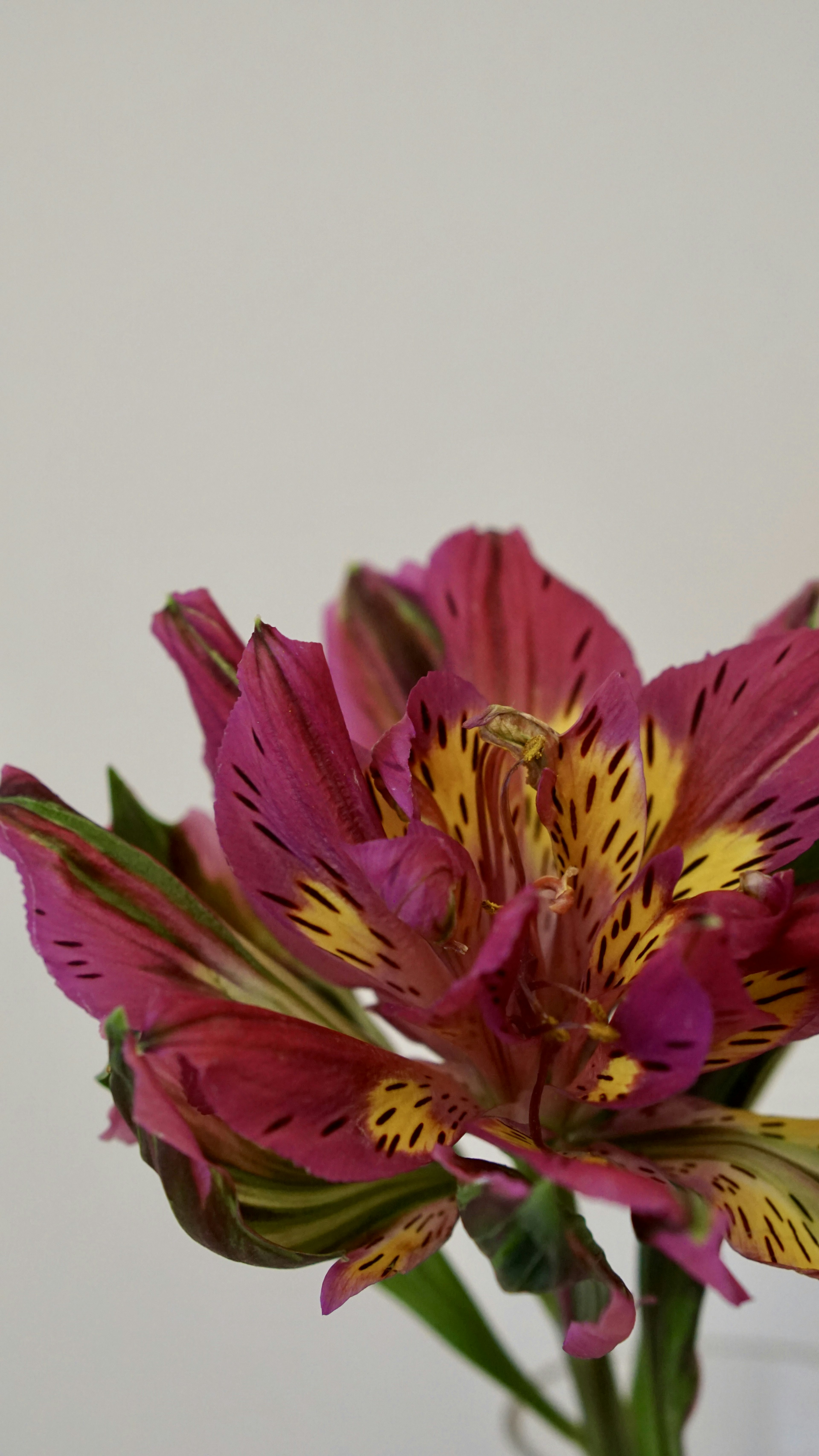 Bunga alstroemeria dengan pola cerah berwarna pink dan kuning