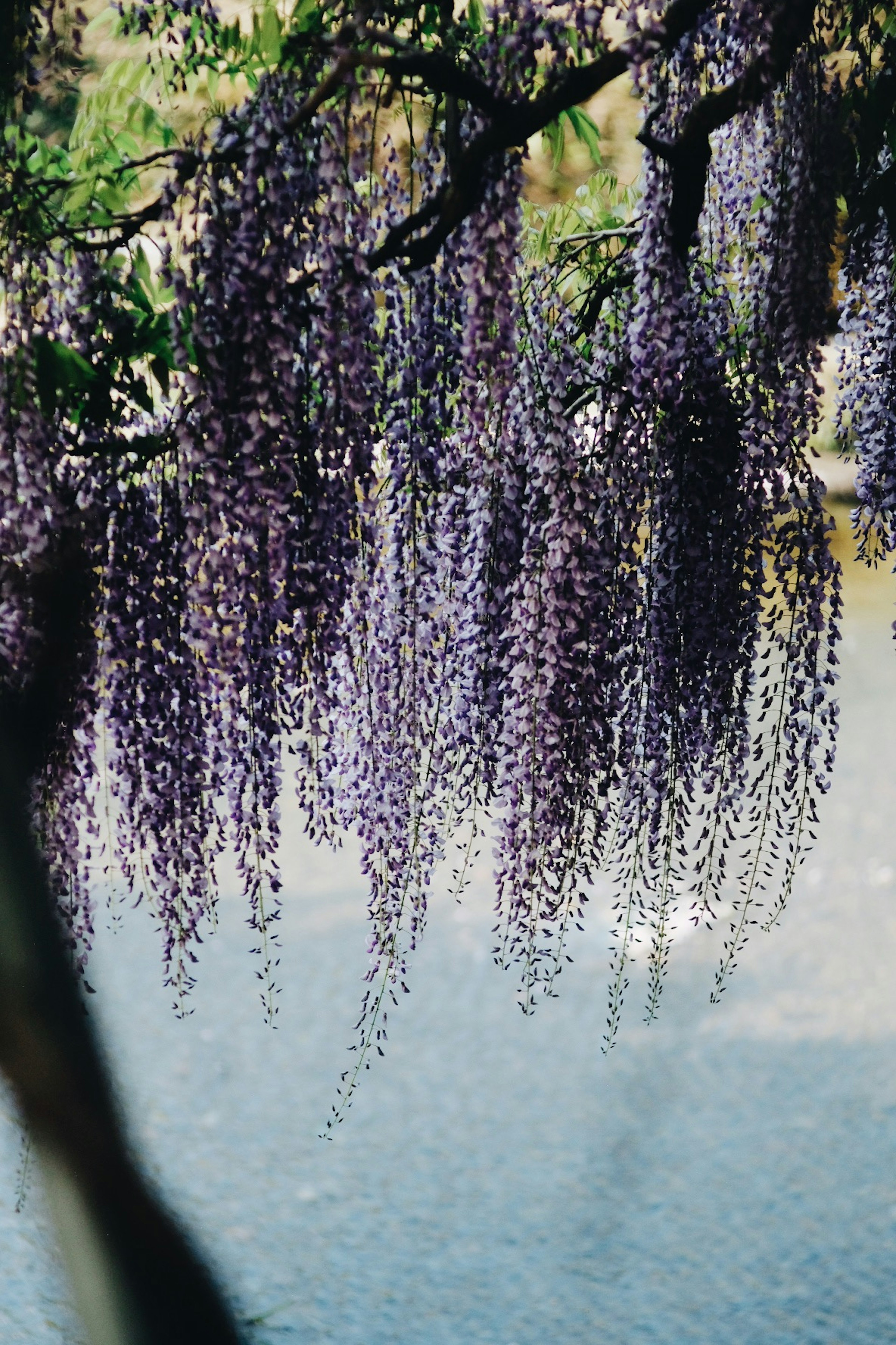 Schöne Szene mit lila Glyzinienblüten, die sich im Wasser spiegeln