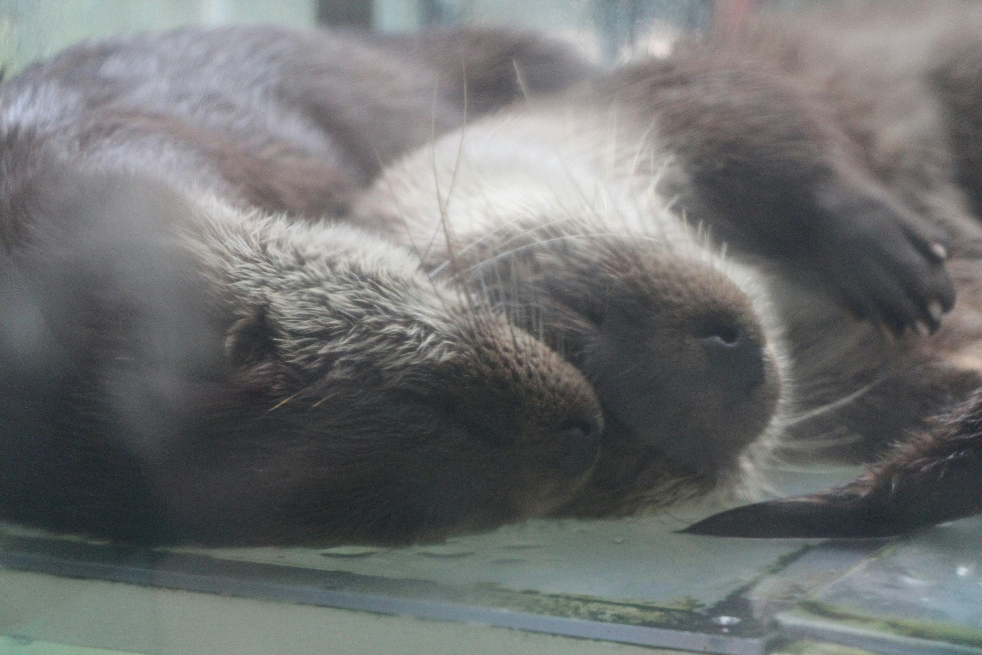 Two otters sleeping closely together