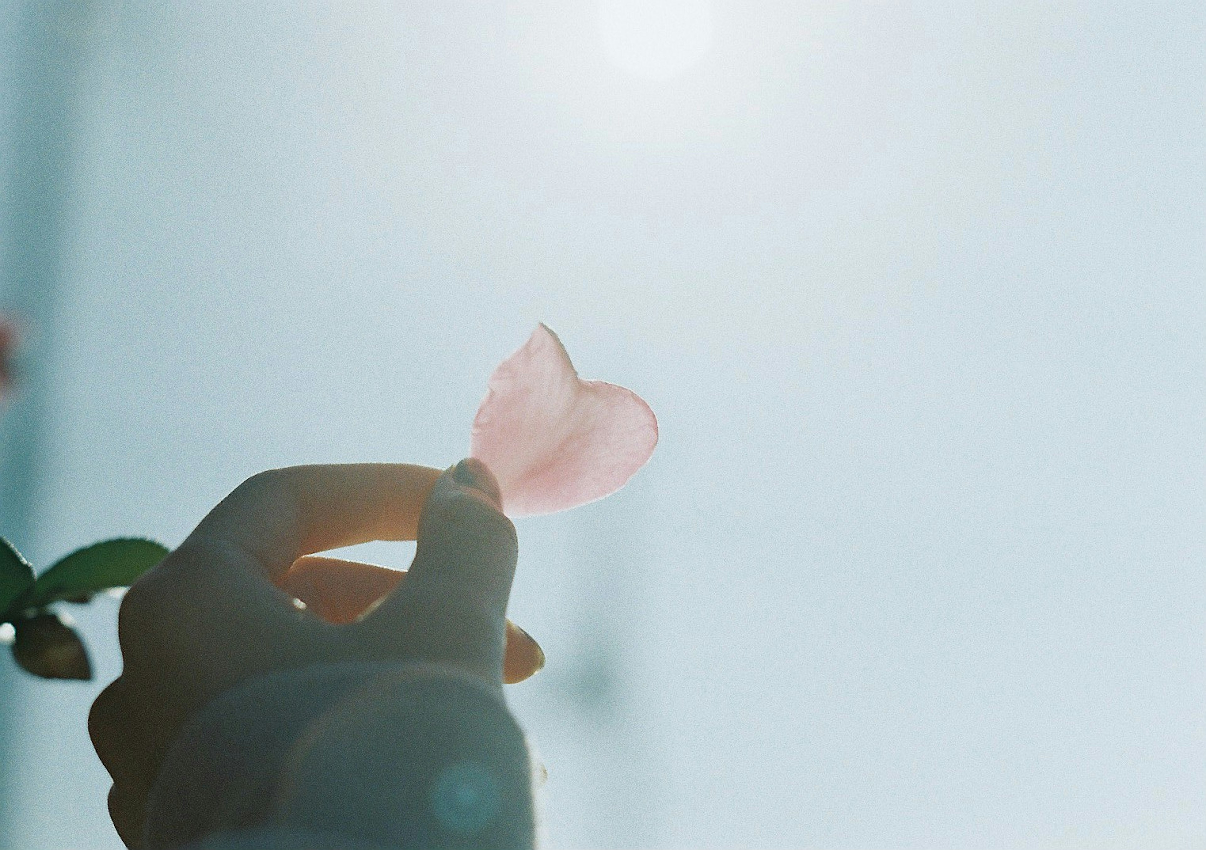 A hand holding a pink heart-shaped petal against a blue sky