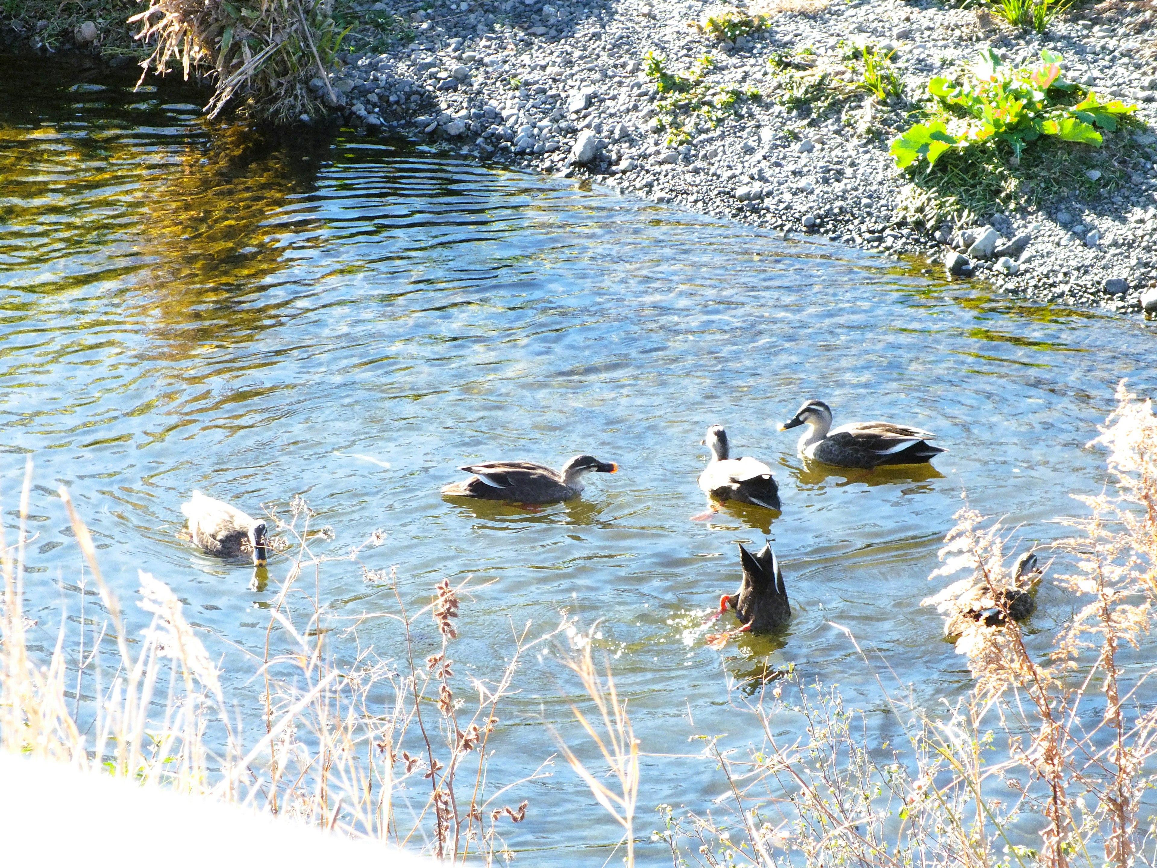 Un grupo de patos nadando en agua clara cerca de la orilla