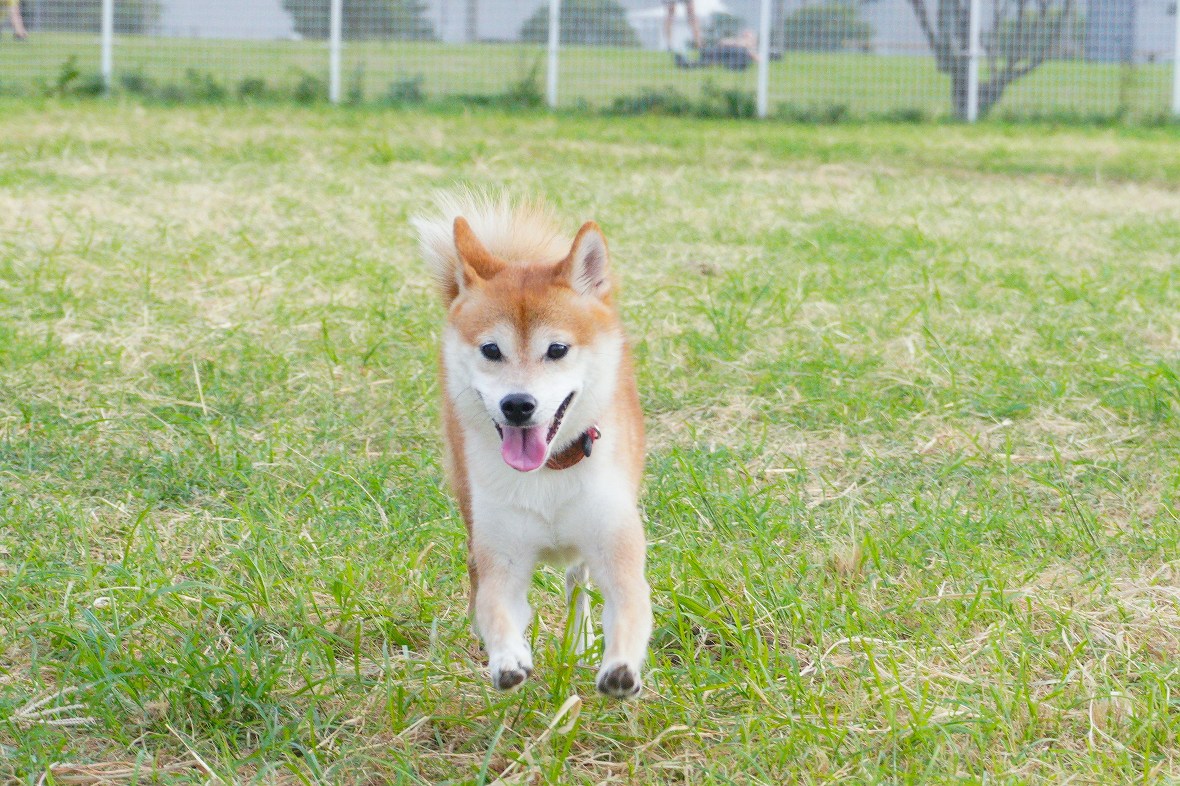 A cute Shiba Inu running in a grassy field