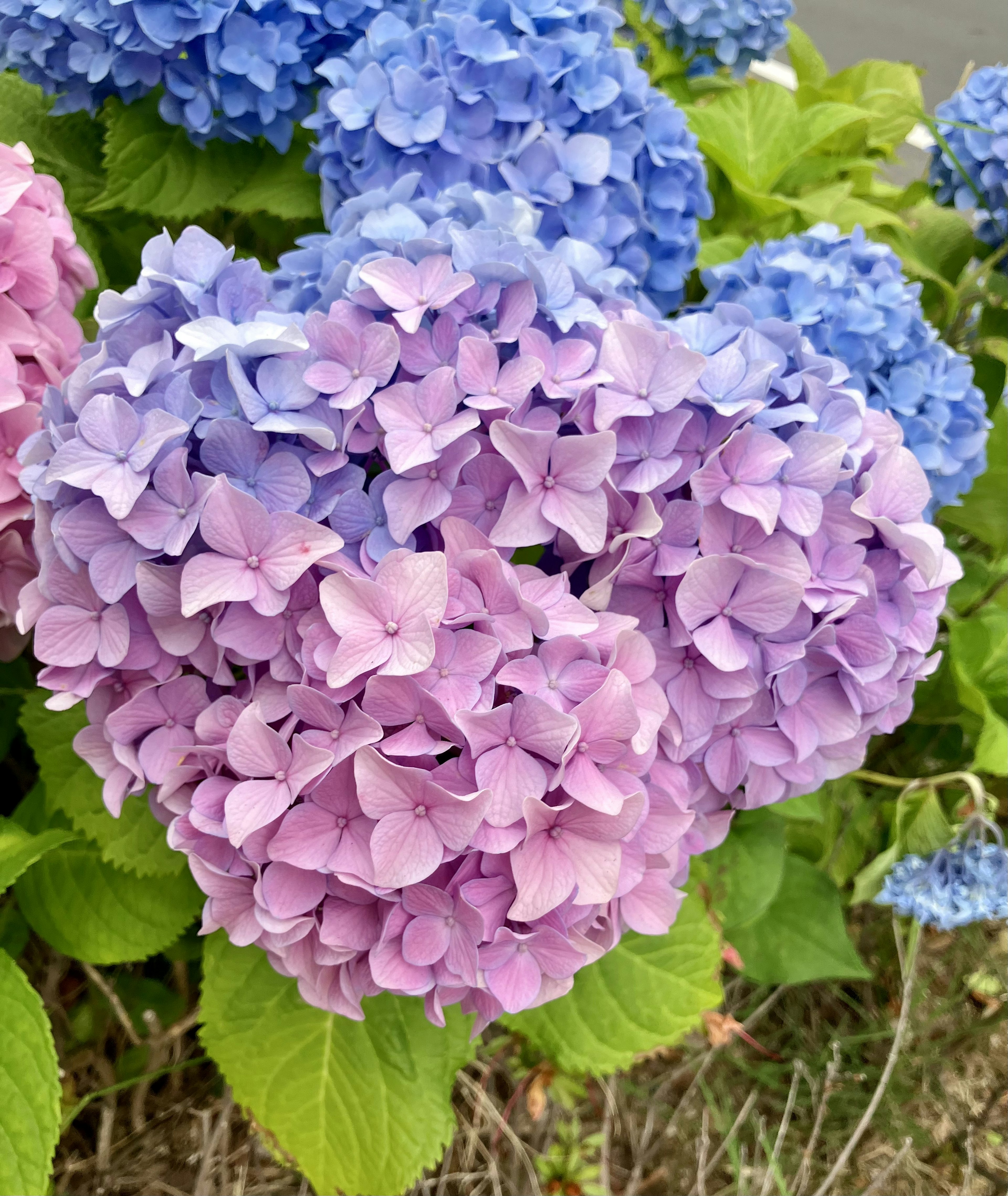 色とりどりの紫陽花の花が咲いている様子