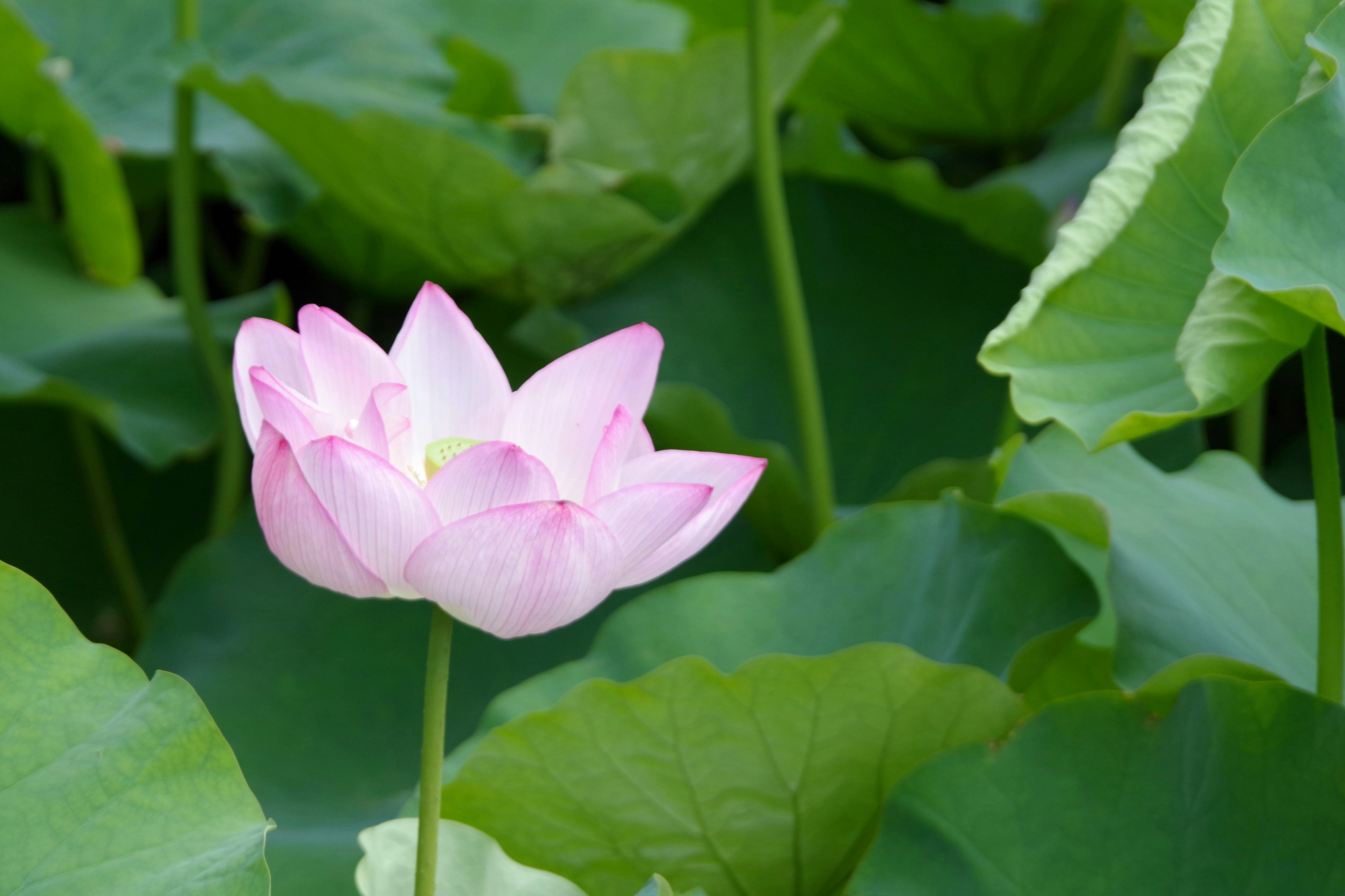 Eine schöne Lotusblume blüht zwischen grünen Blättern