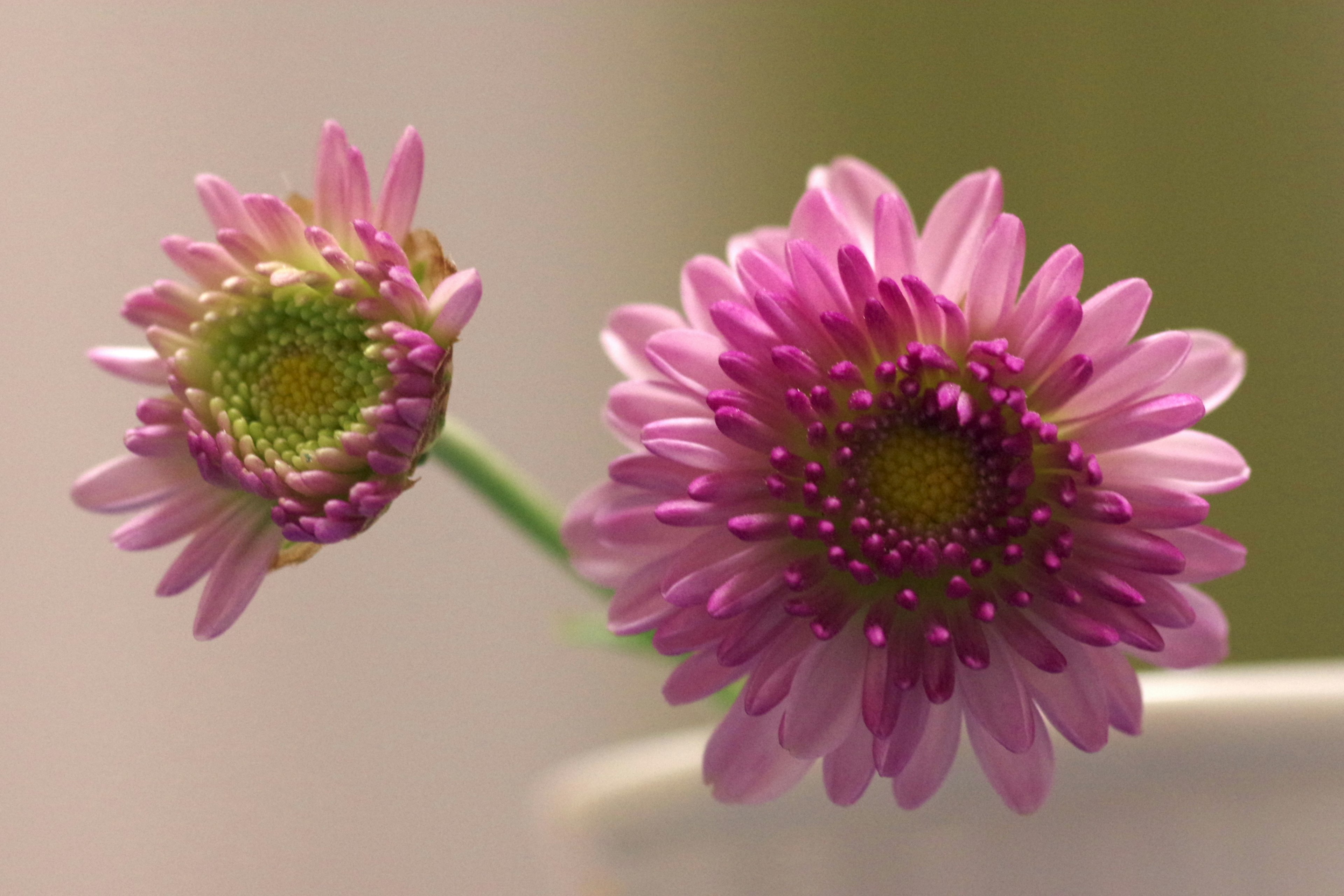 Deux fleurs roses avec des centres jaunes sur un fond doux