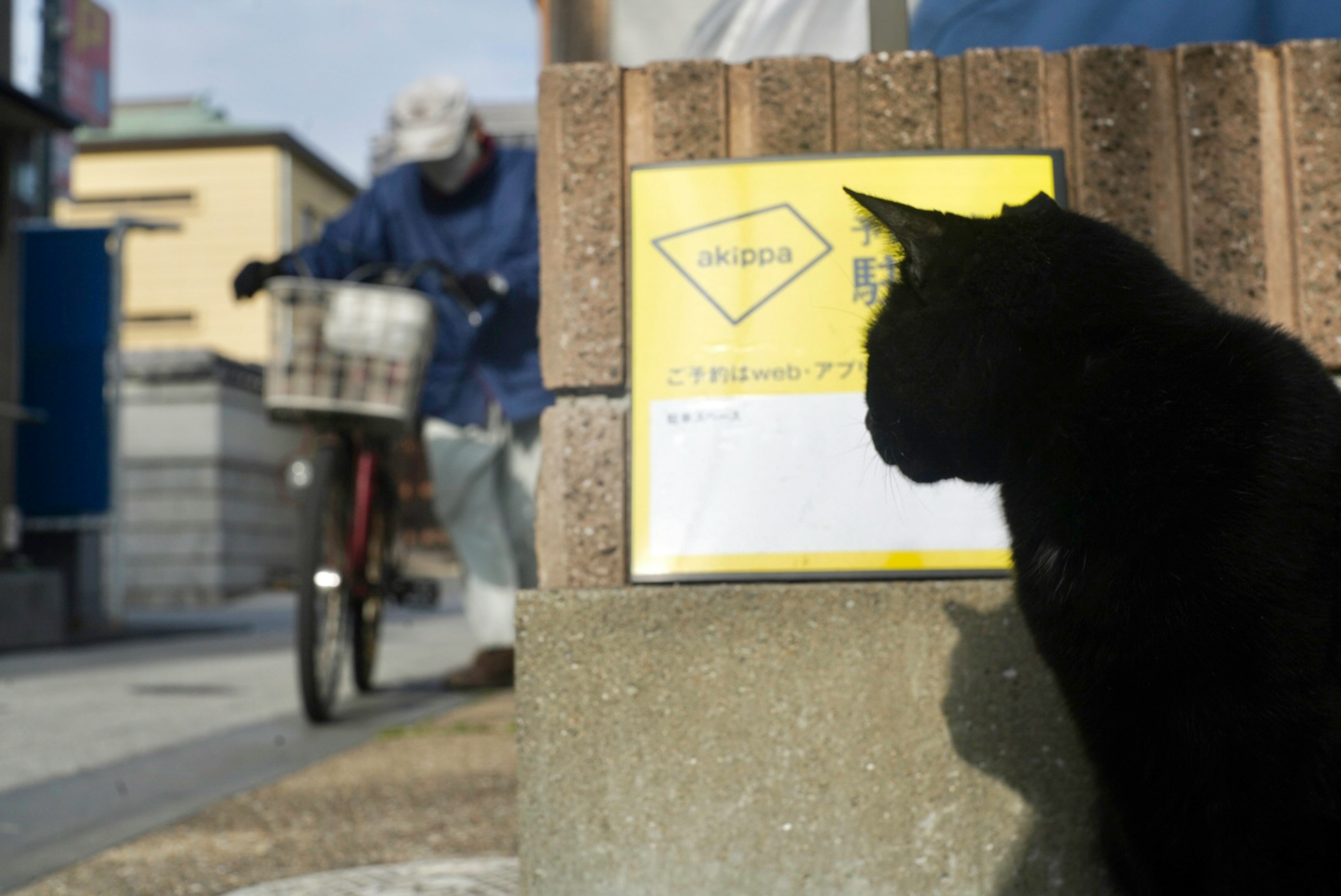 黒猫が標識の前に座っているシーン 自転車に乗った人物が後ろにいる