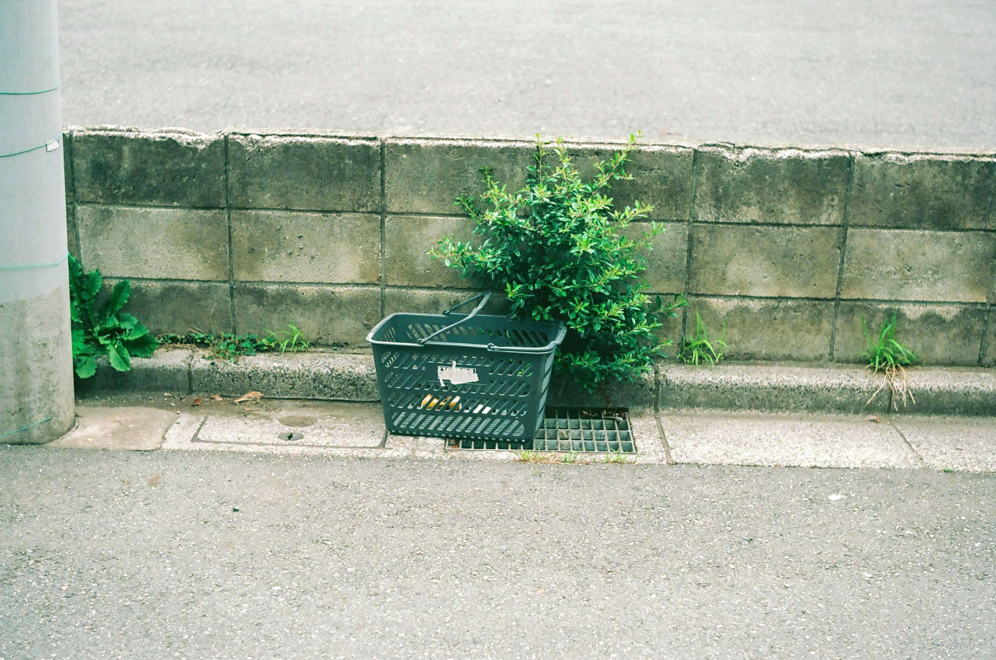 A black plastic basket placed in front of a concrete wall with green plants growing from it