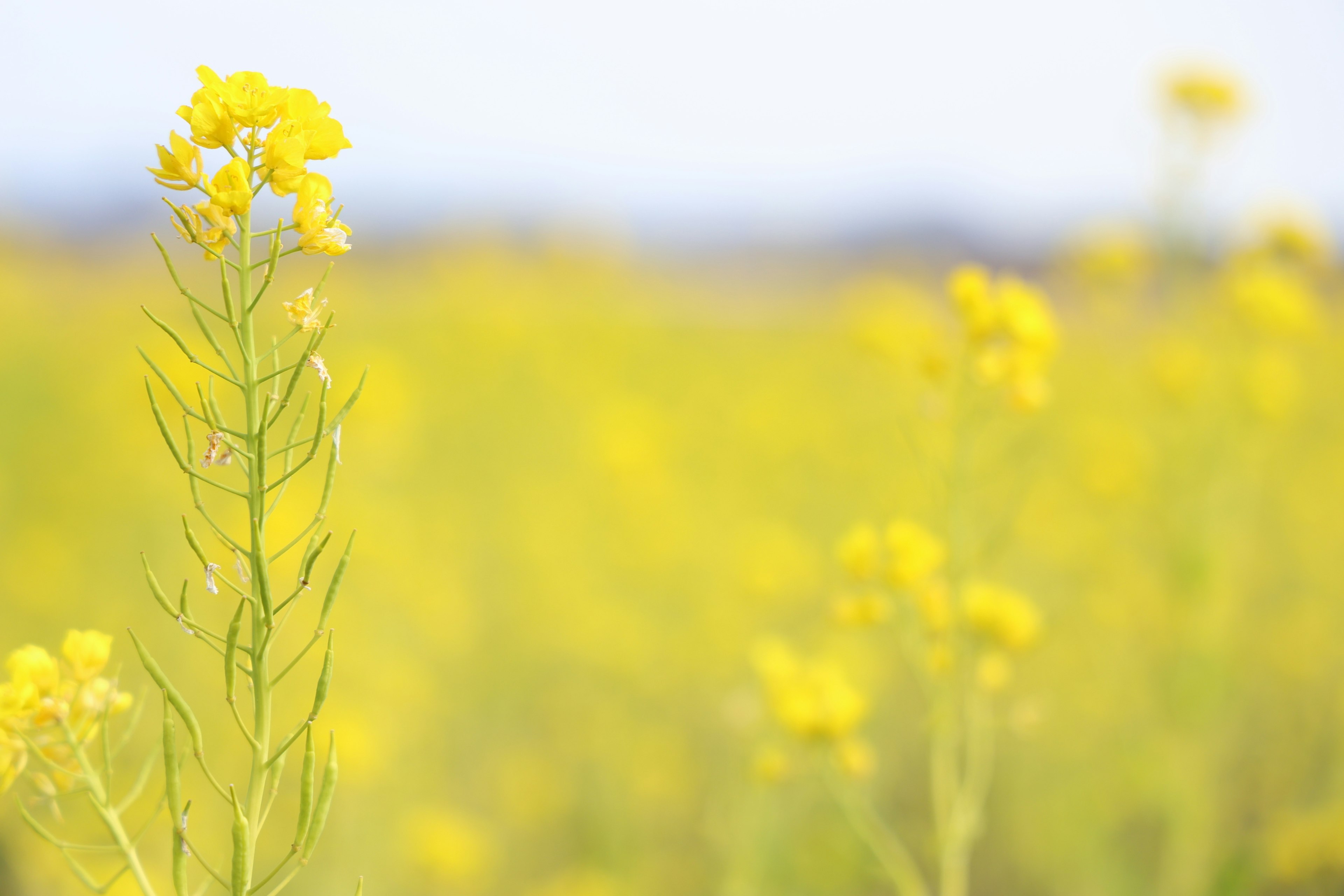 A photograph of bright yellow flowers with a soft focus background of a yellow flower field