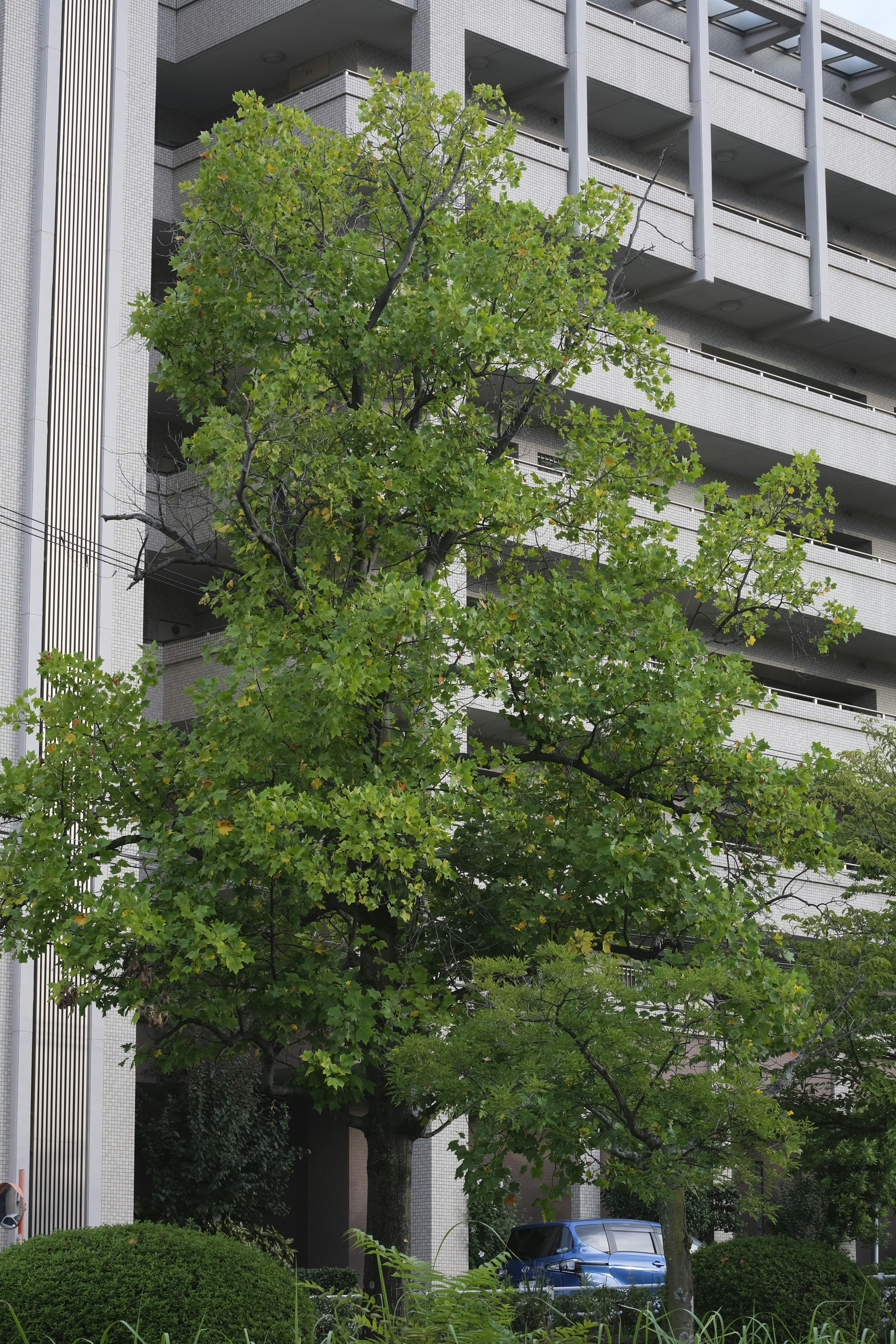 Baum mit grünen Blättern neben einem modernen Gebäude