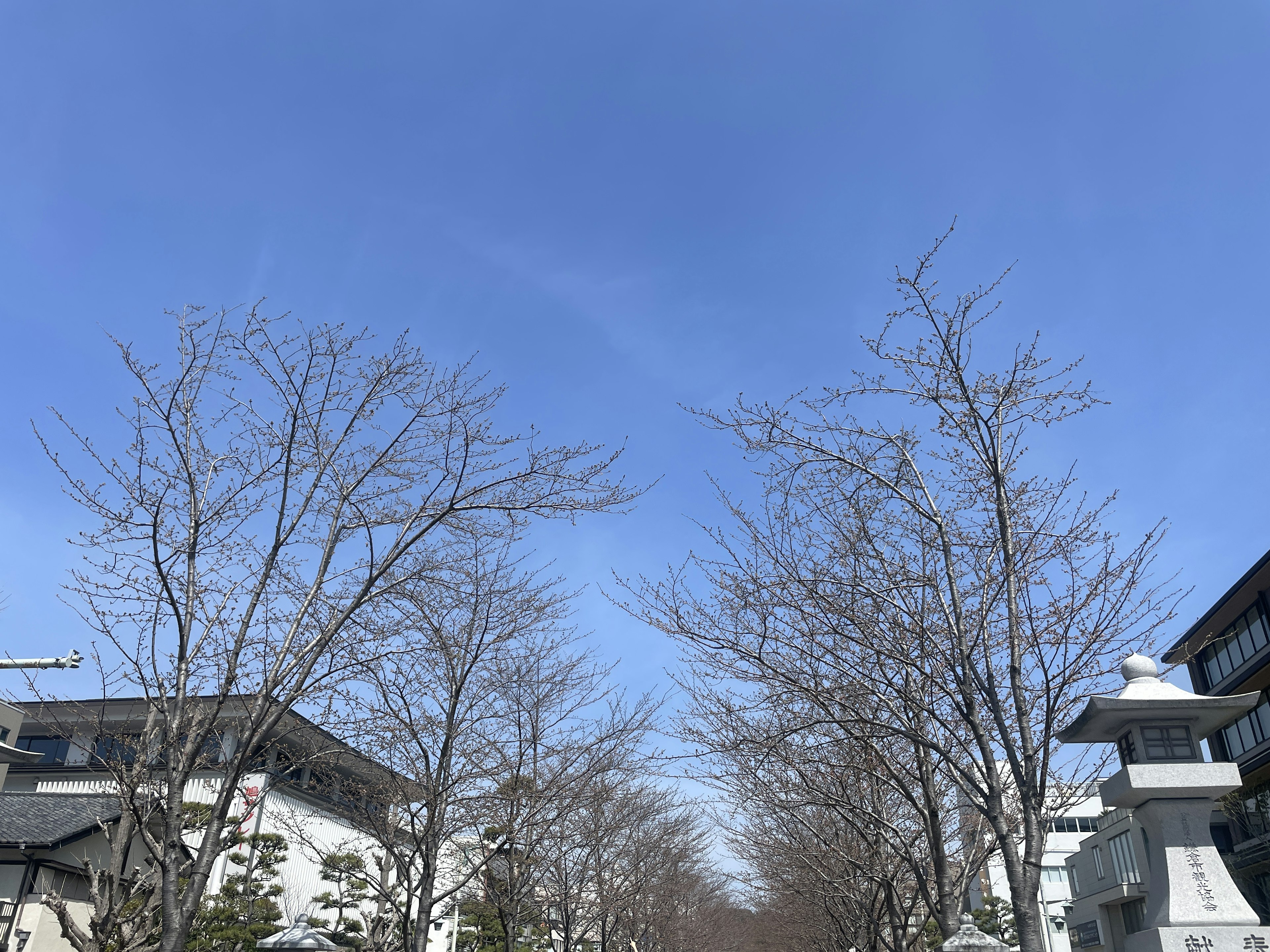 A street lined with bare trees under a blue sky