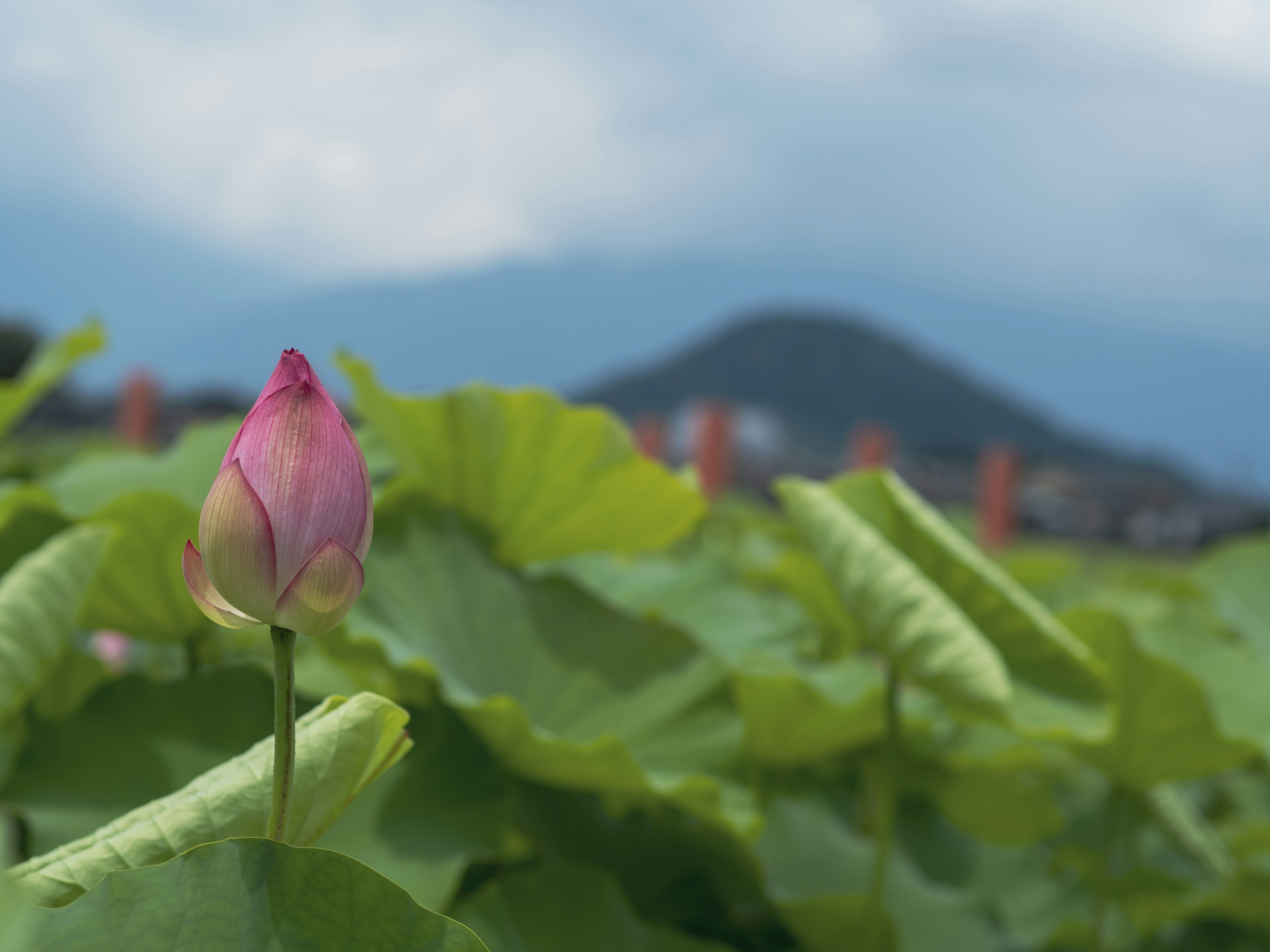 Beautiful lotus bud emerging among green leaves with a distant mountain