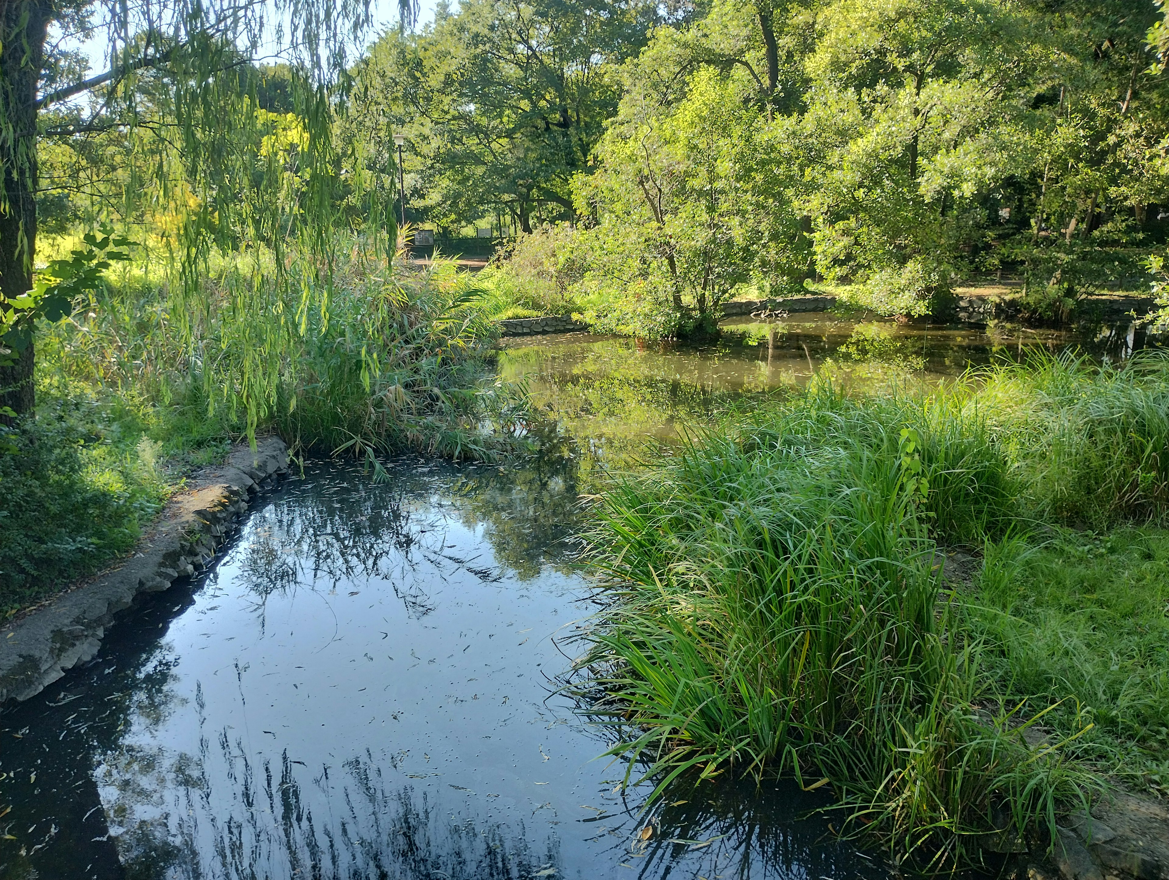 Serene river scene with lush greenery and trees