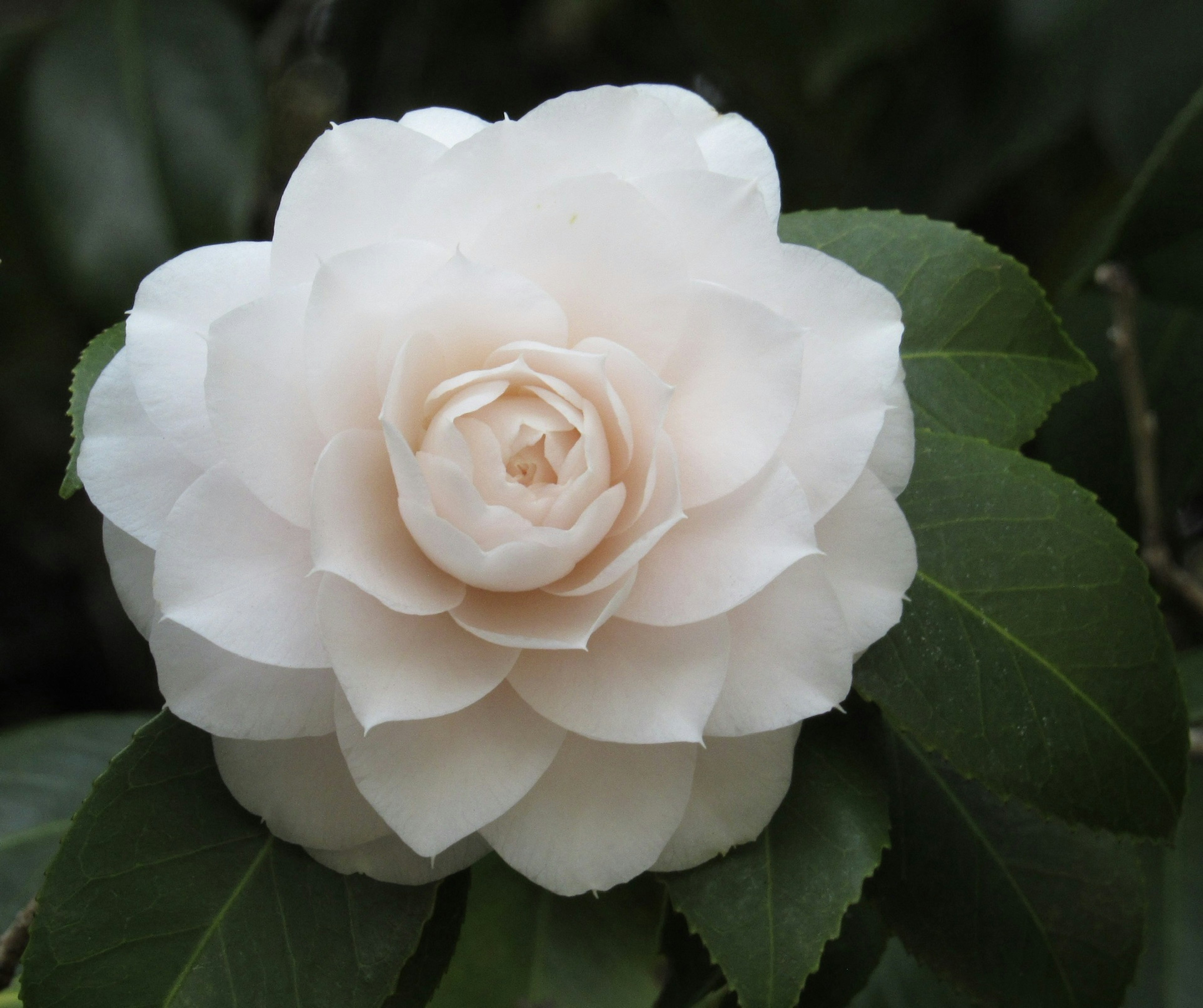 Fiore di camelia bianca con foglie verdi scure