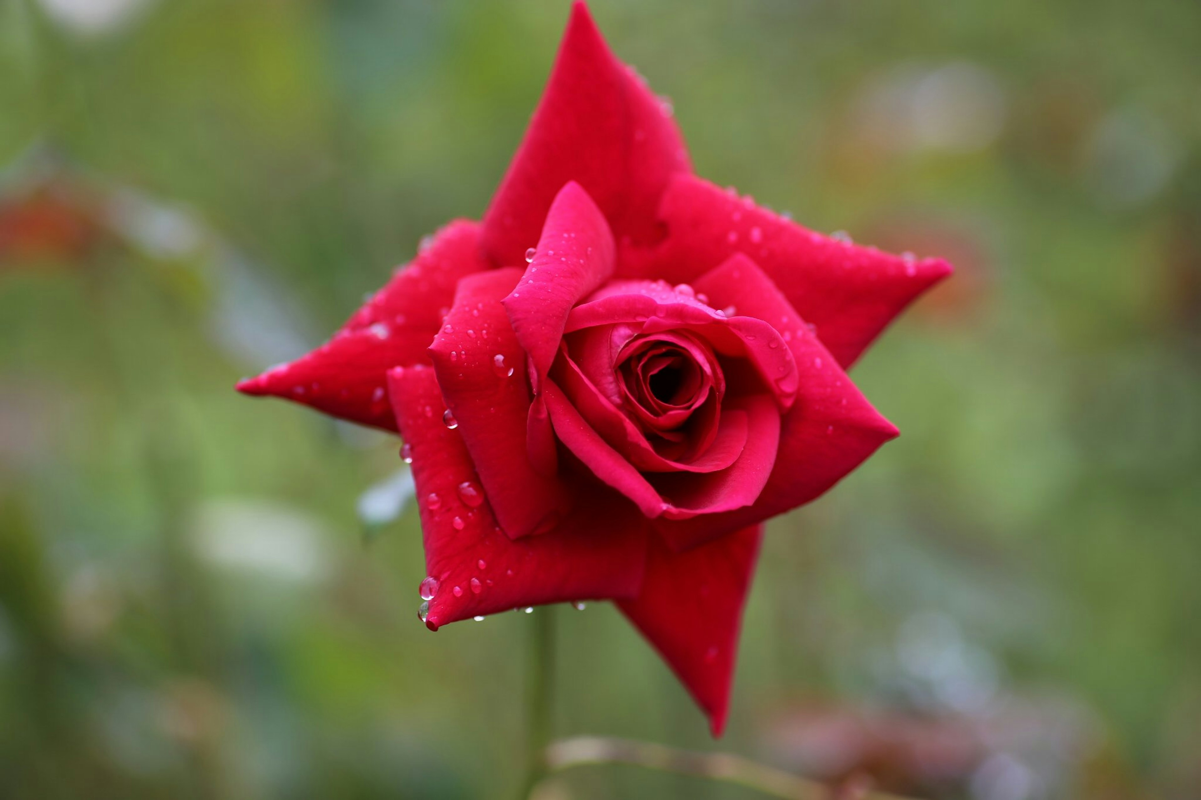 赤いバラの花びらが鮮やかで水滴がついている