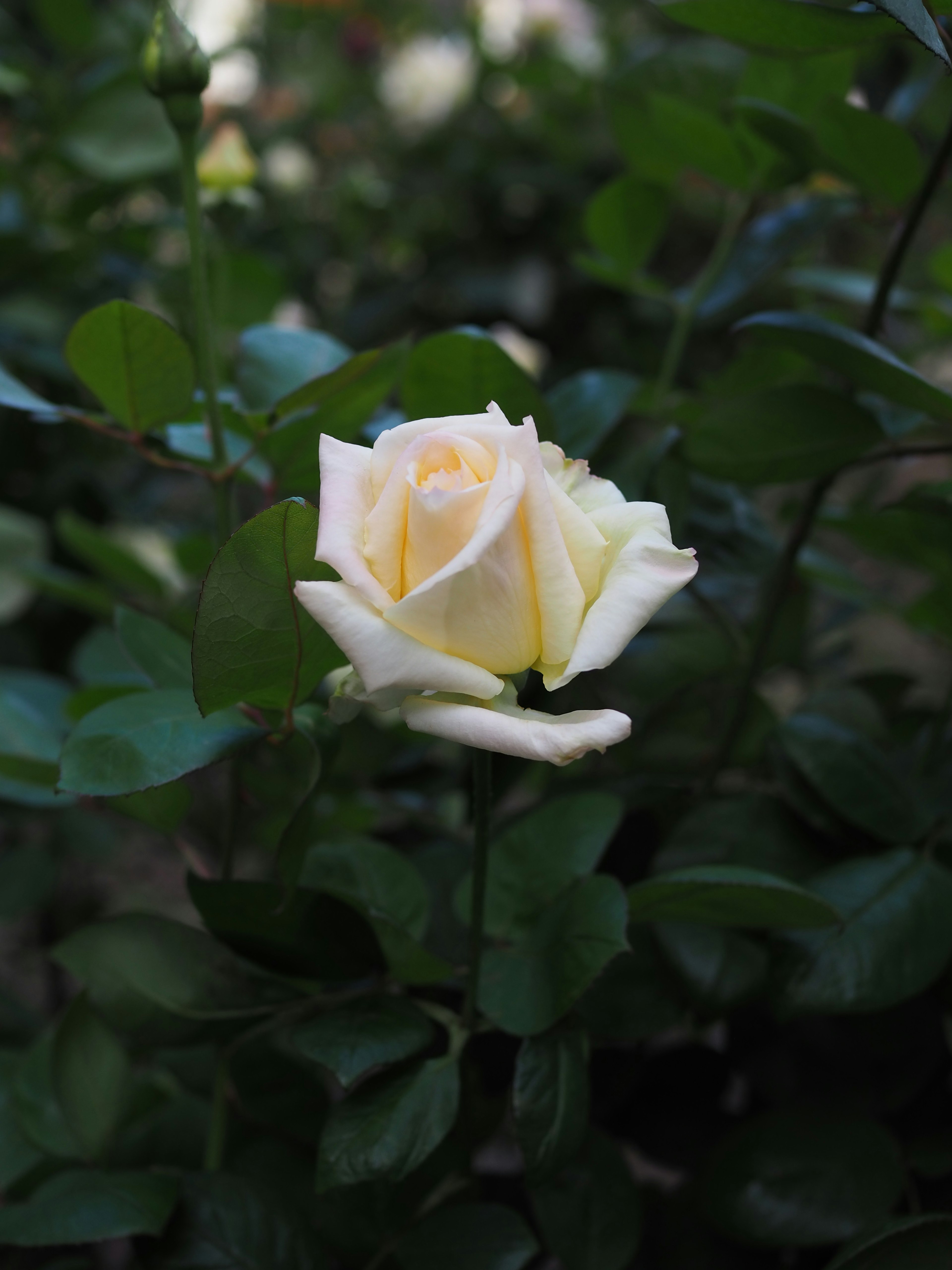 Une rose jaune pâle entourée de feuilles vertes