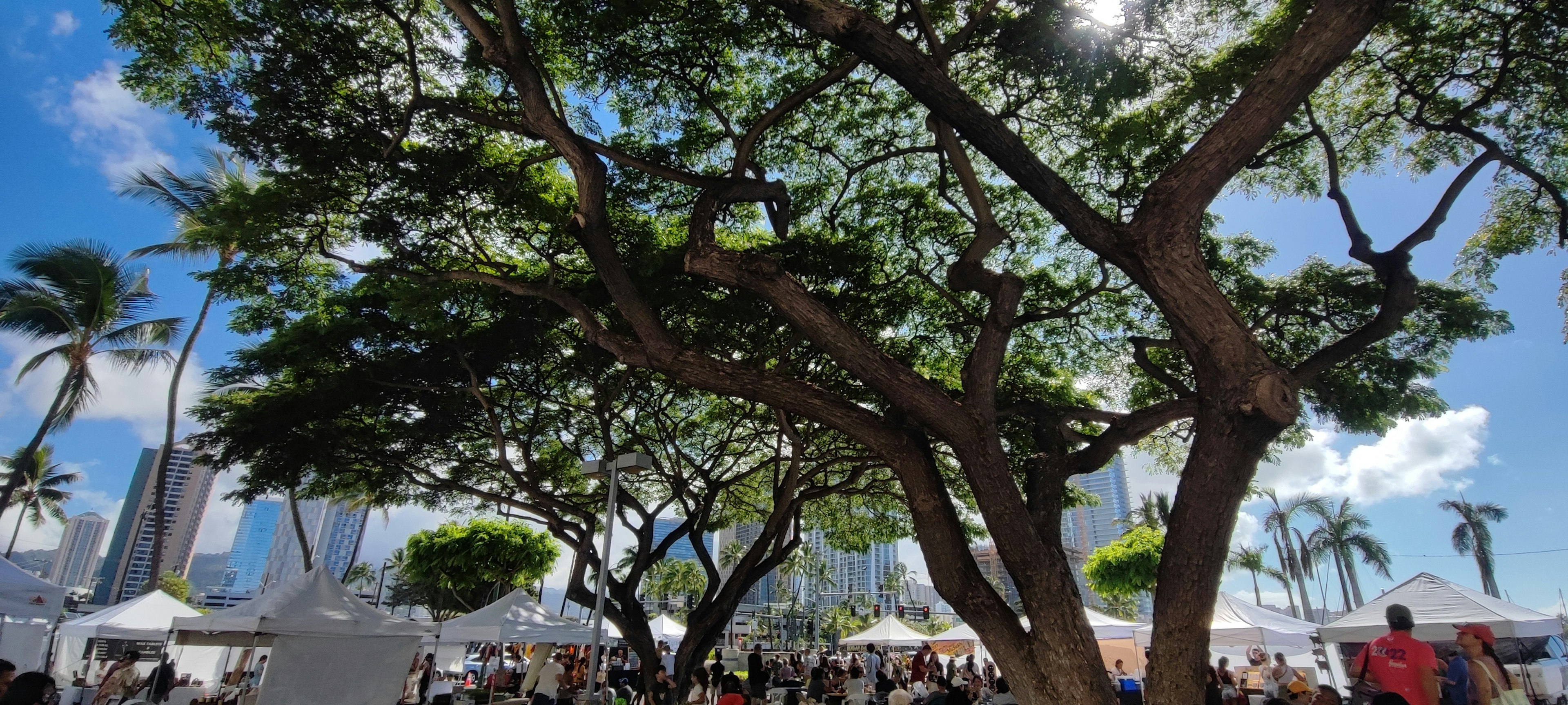 Large tree providing shade with people gathering underneath