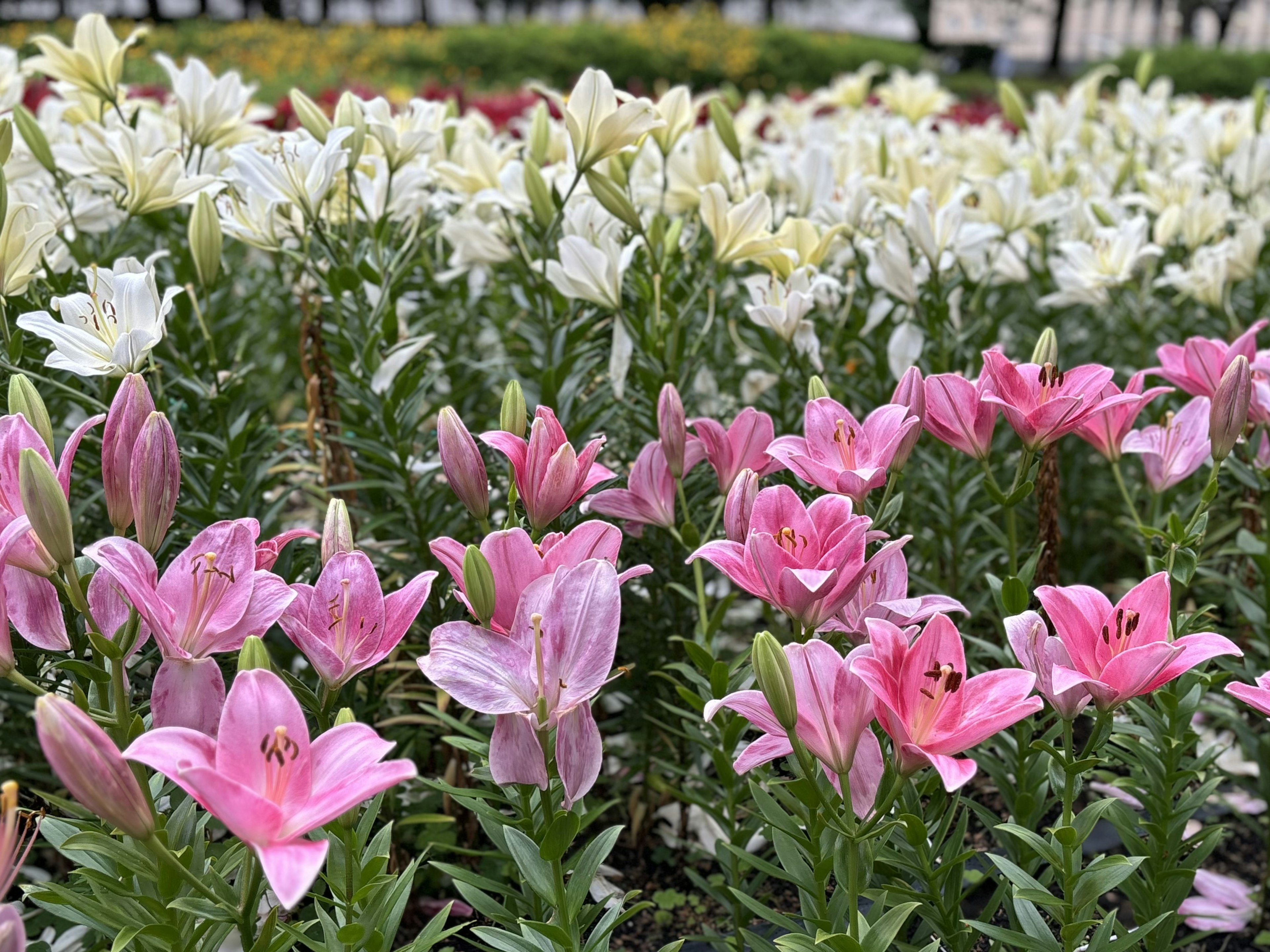 色とりどりのユリの花が咲く庭の風景