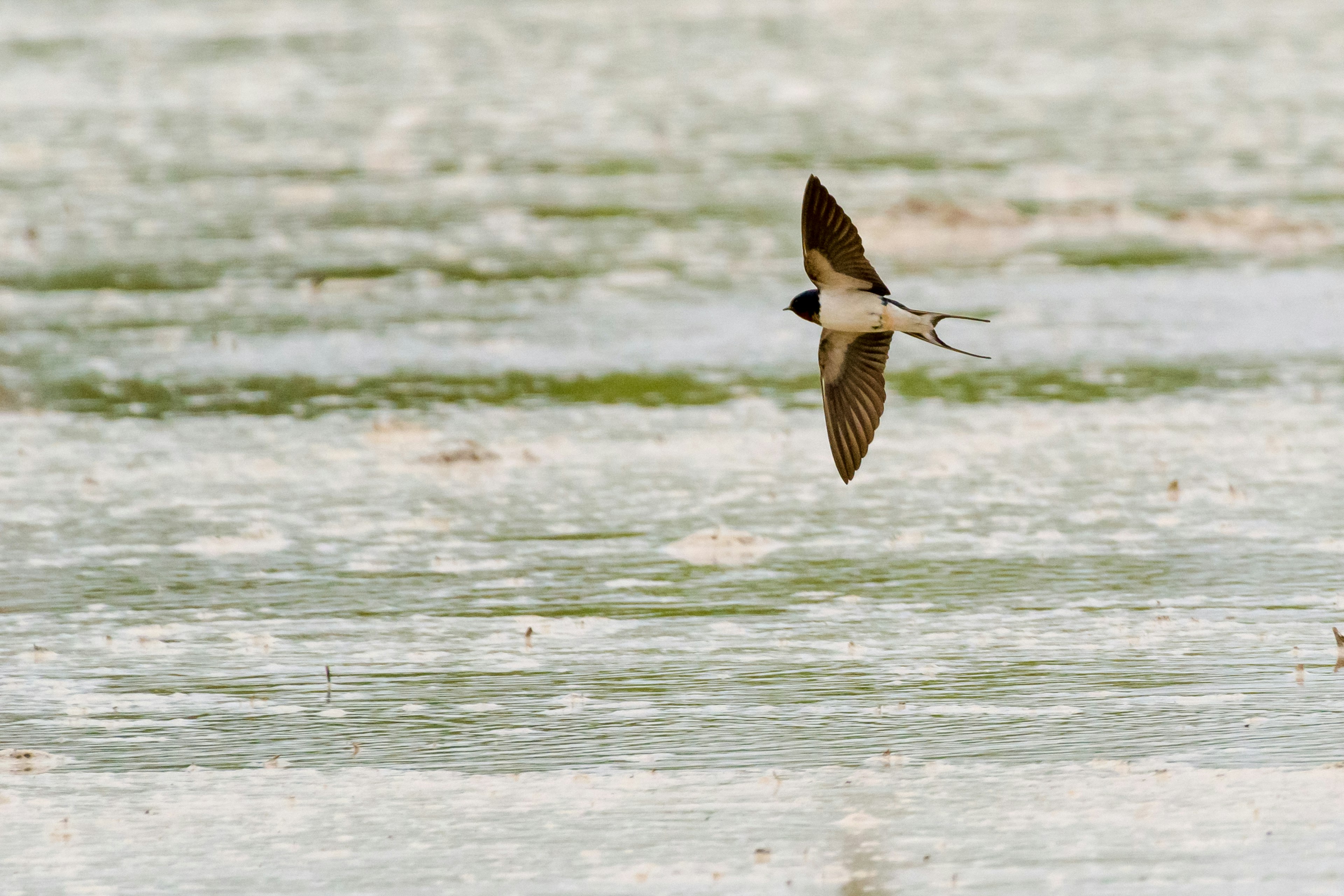 水面を飛ぶ鳥の画像 鳥は黒い翼を広げている