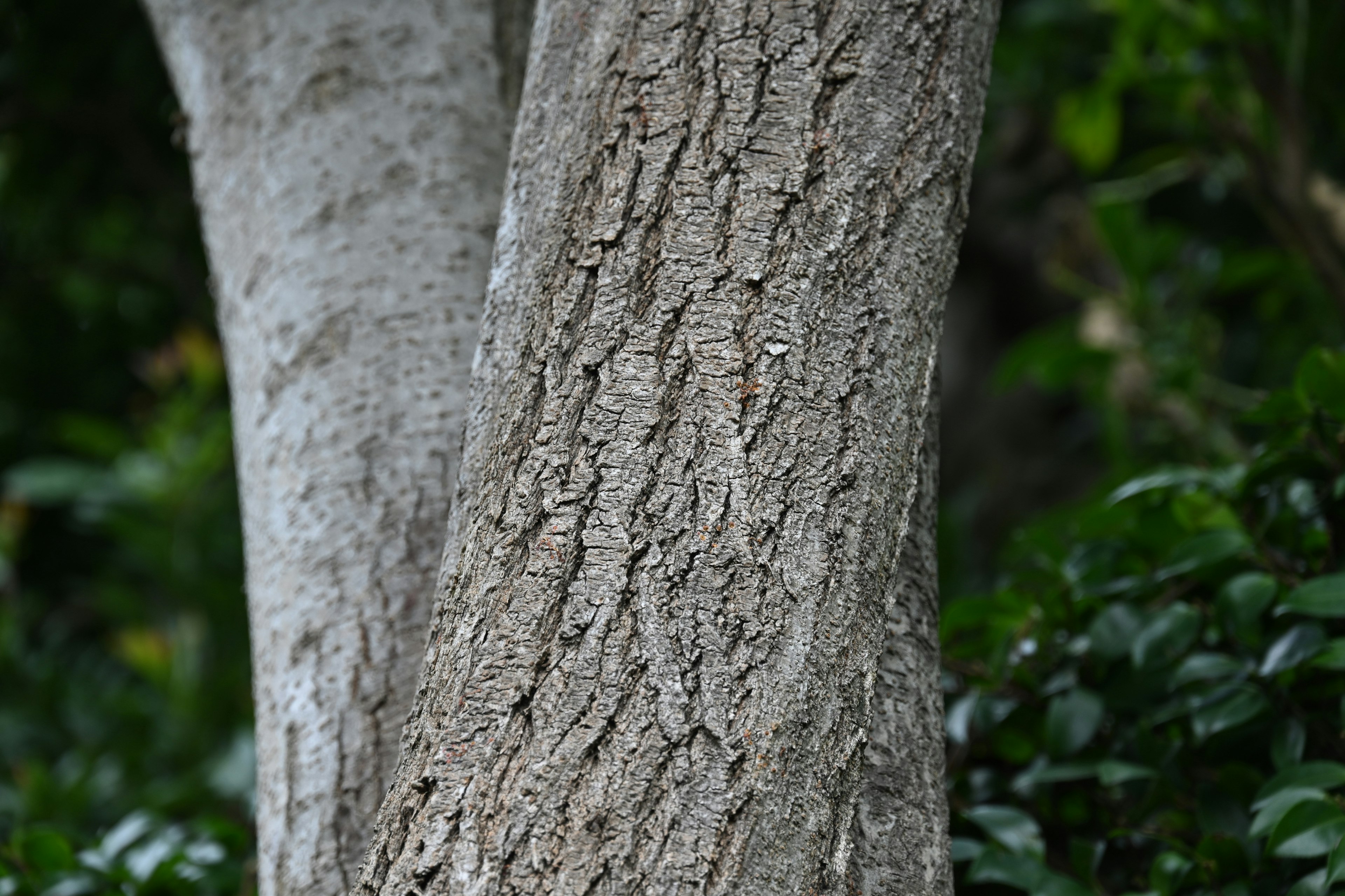 Dos troncos de árbol que se cruzan en un entorno natural