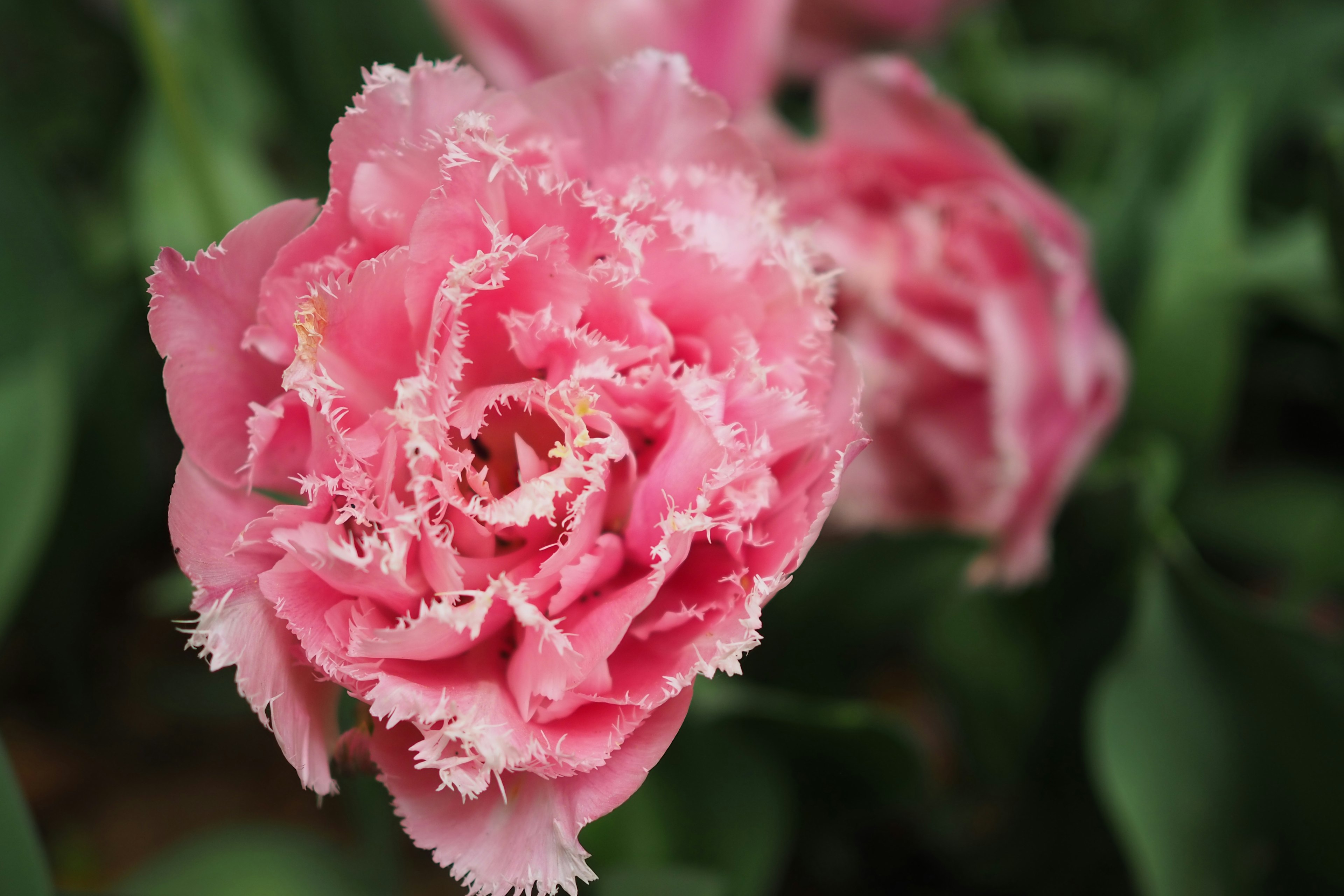 Bunga tulip merah muda yang indah sedang mekar