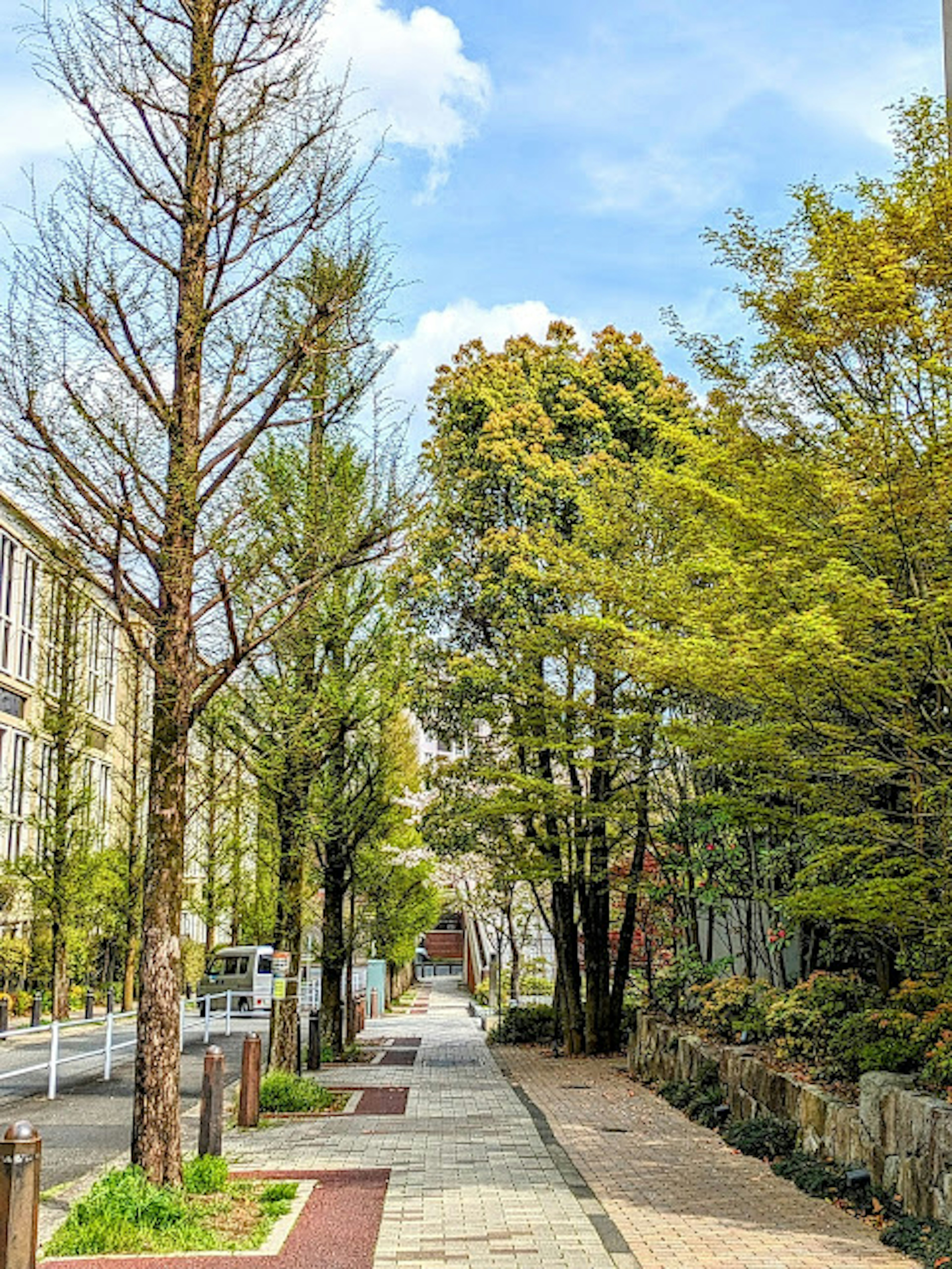 Rue verdoyante bordée d'arbres sous un ciel bleu