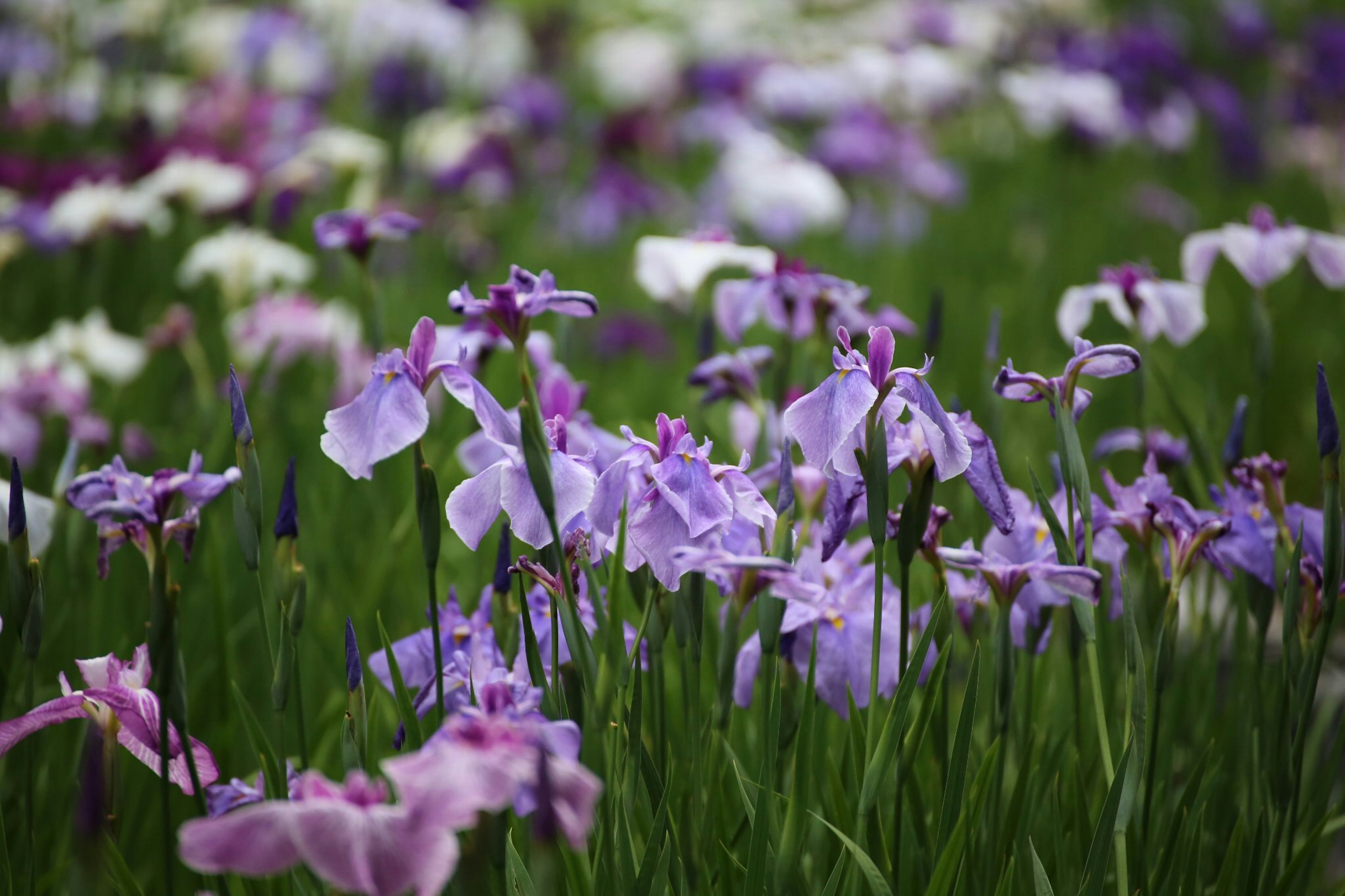 Un campo de flores moradas en flor con hierba verde