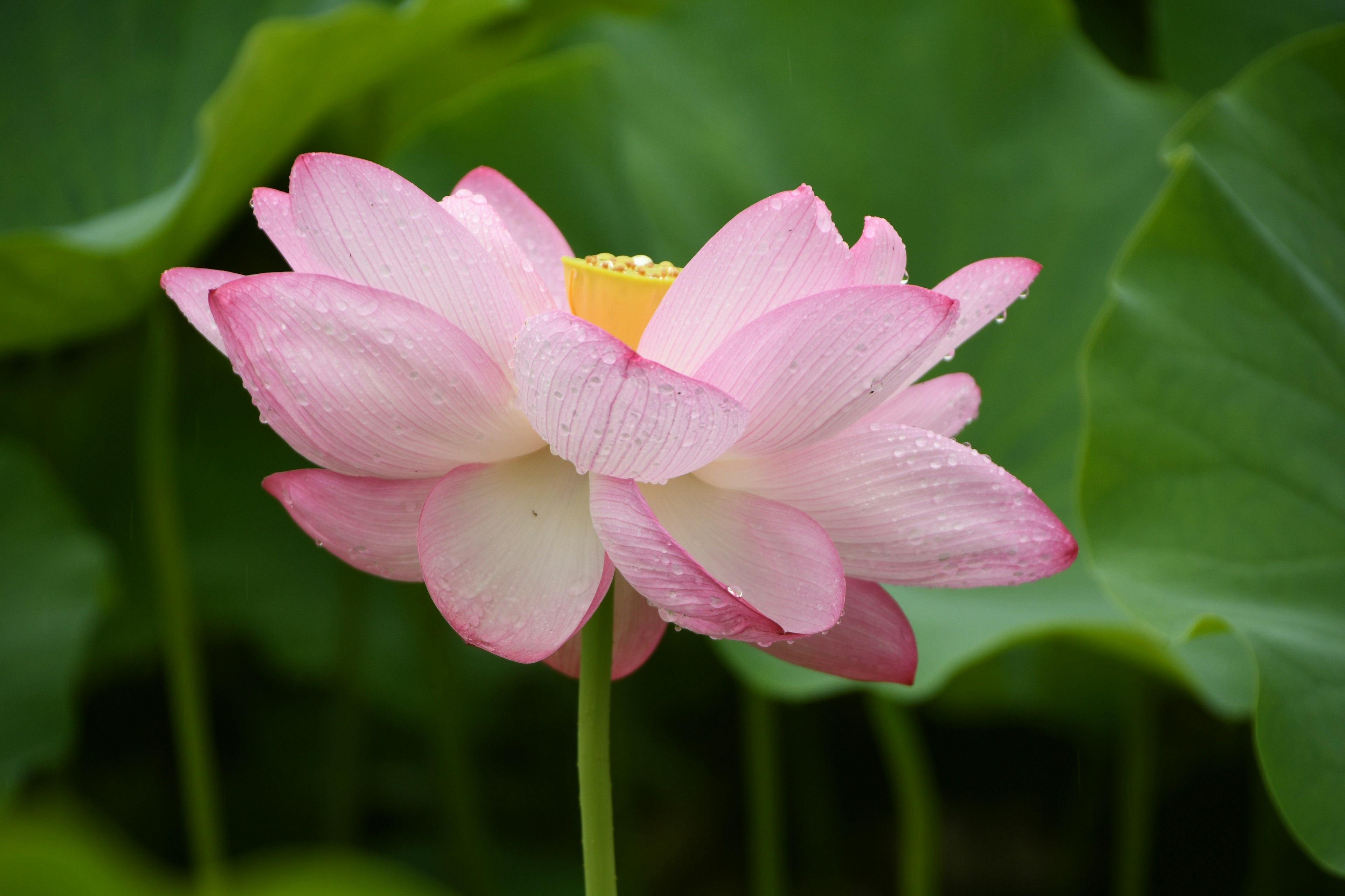 美丽的粉色莲花在绿色叶子之间绽放