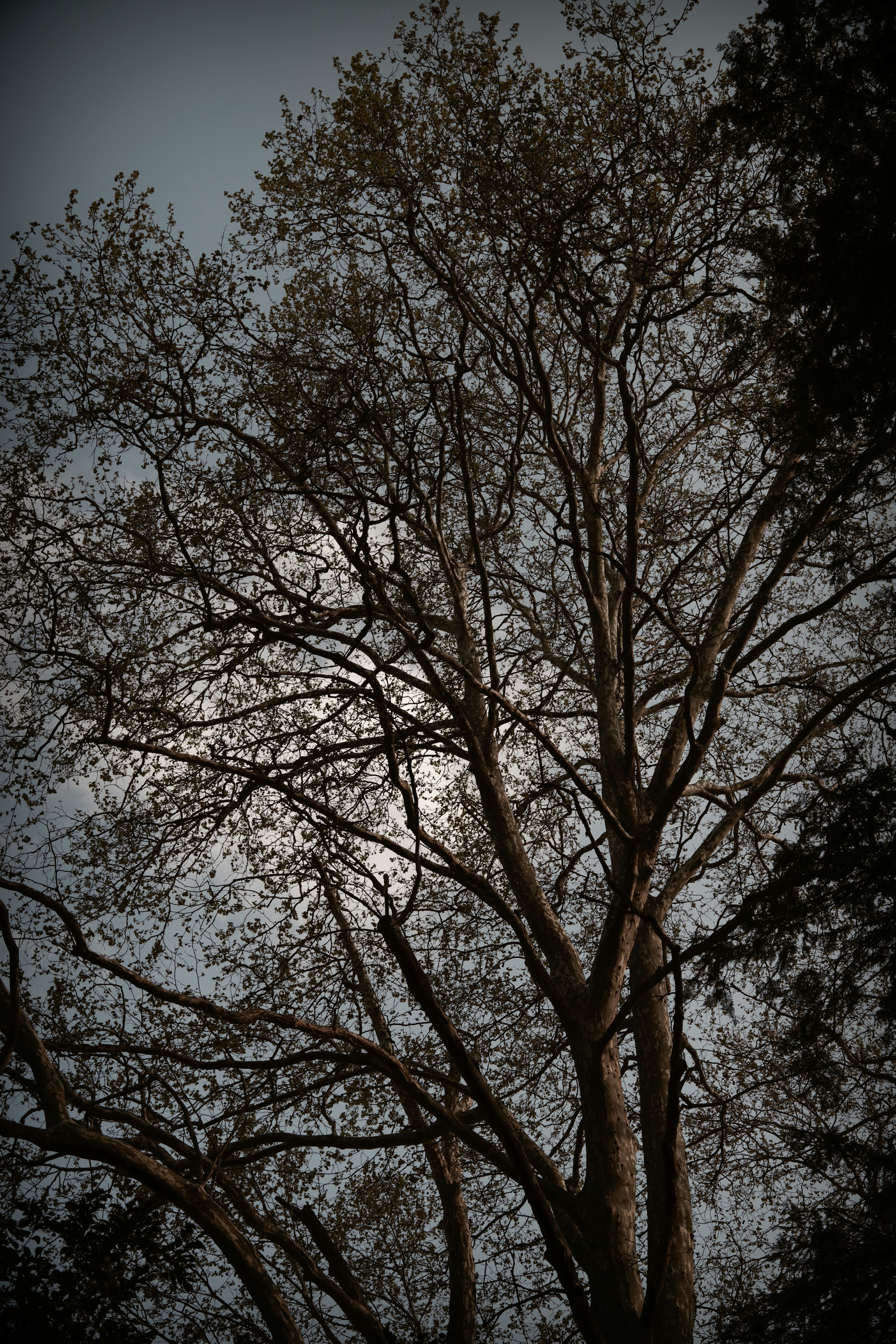 Silhouette eines baum mit vielen ästen vor einem dunklen hintergrund