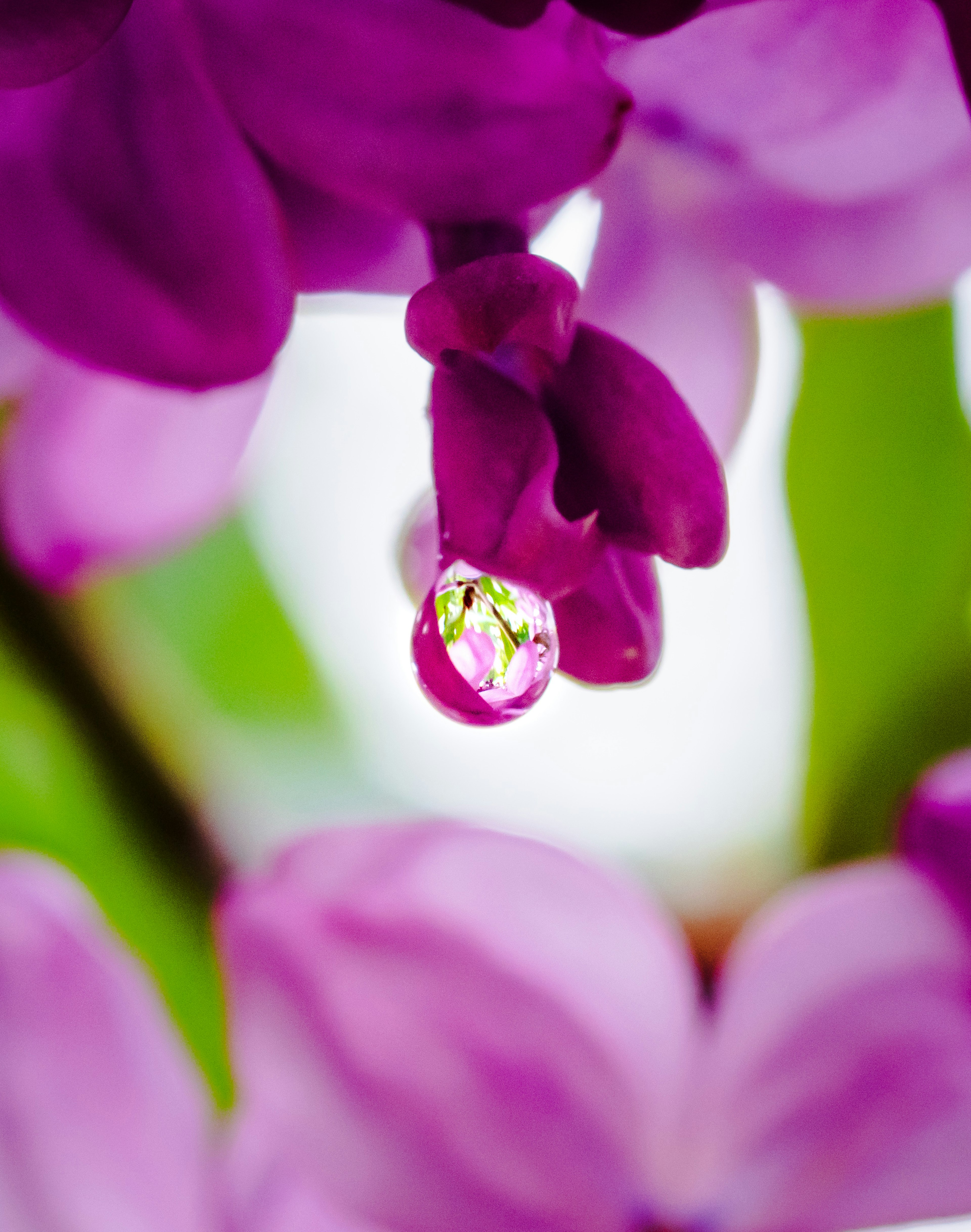 A water droplet glistens on a purple flower petal