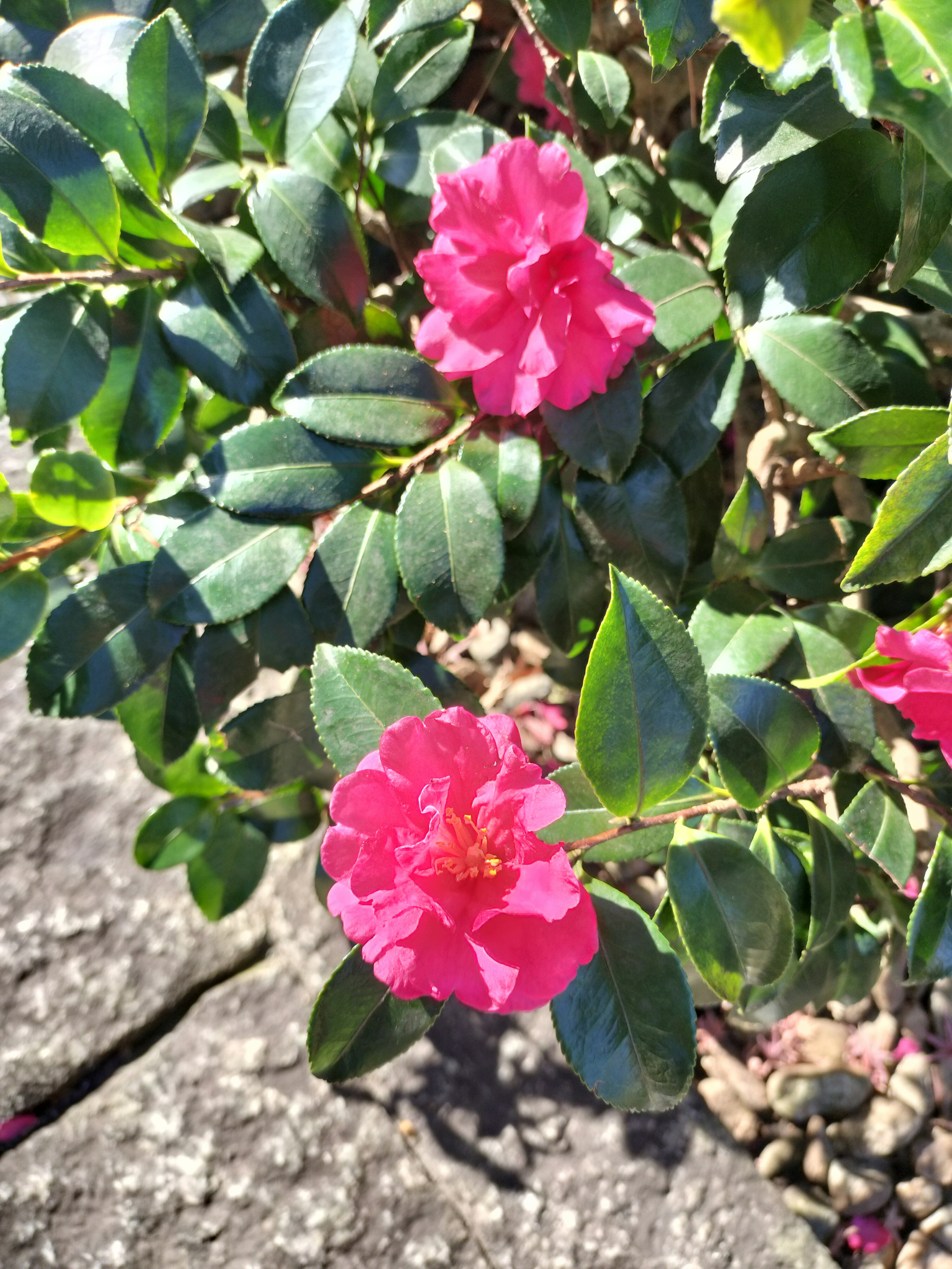 Bunga pink cerah mekar pada tanaman berdaun hijau