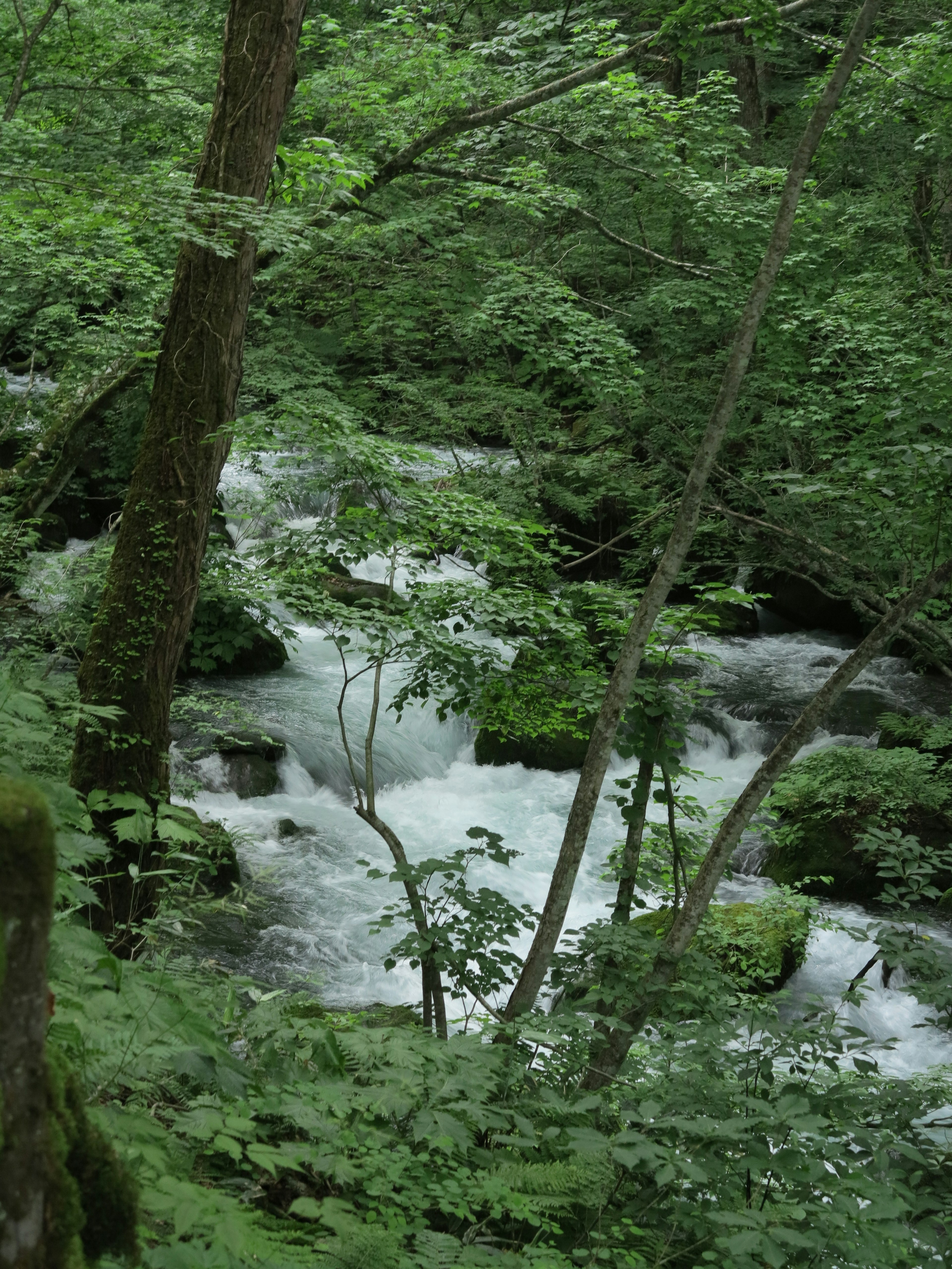 Un ruscello sereno che scorre attraverso una foresta lussureggiante