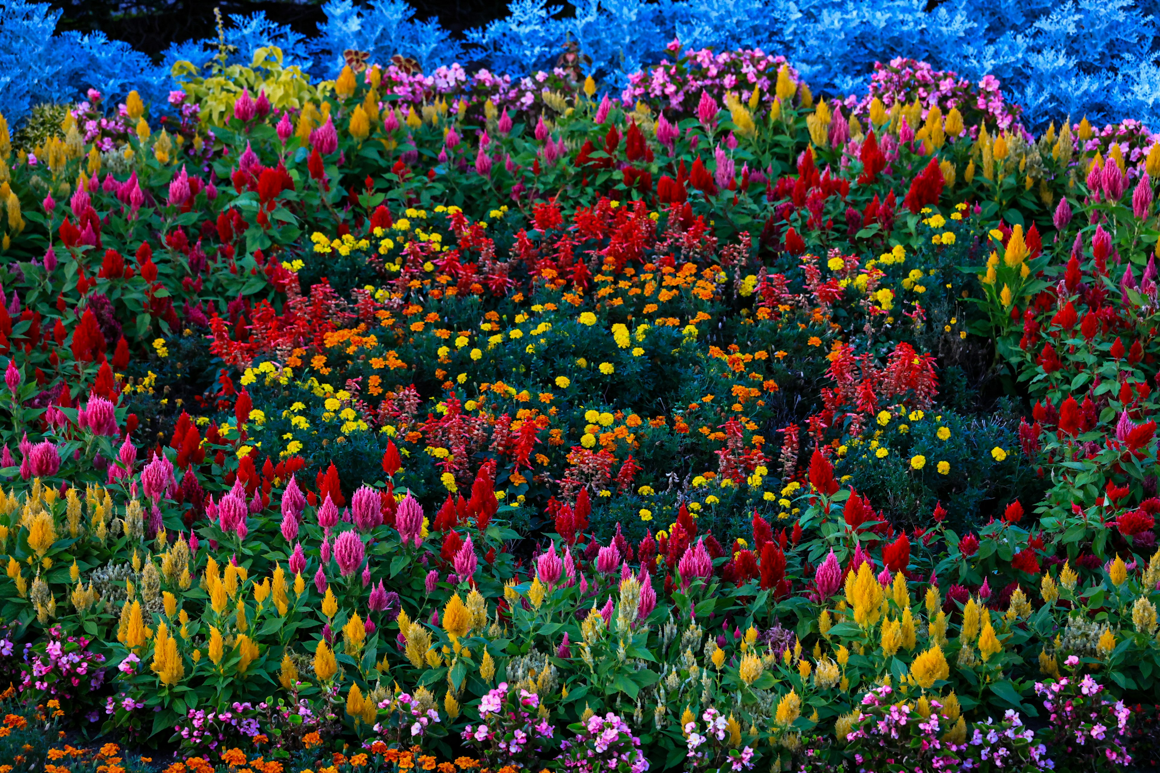 Lebendiger Blumengarten mit einer Vielzahl von bunten Blüten