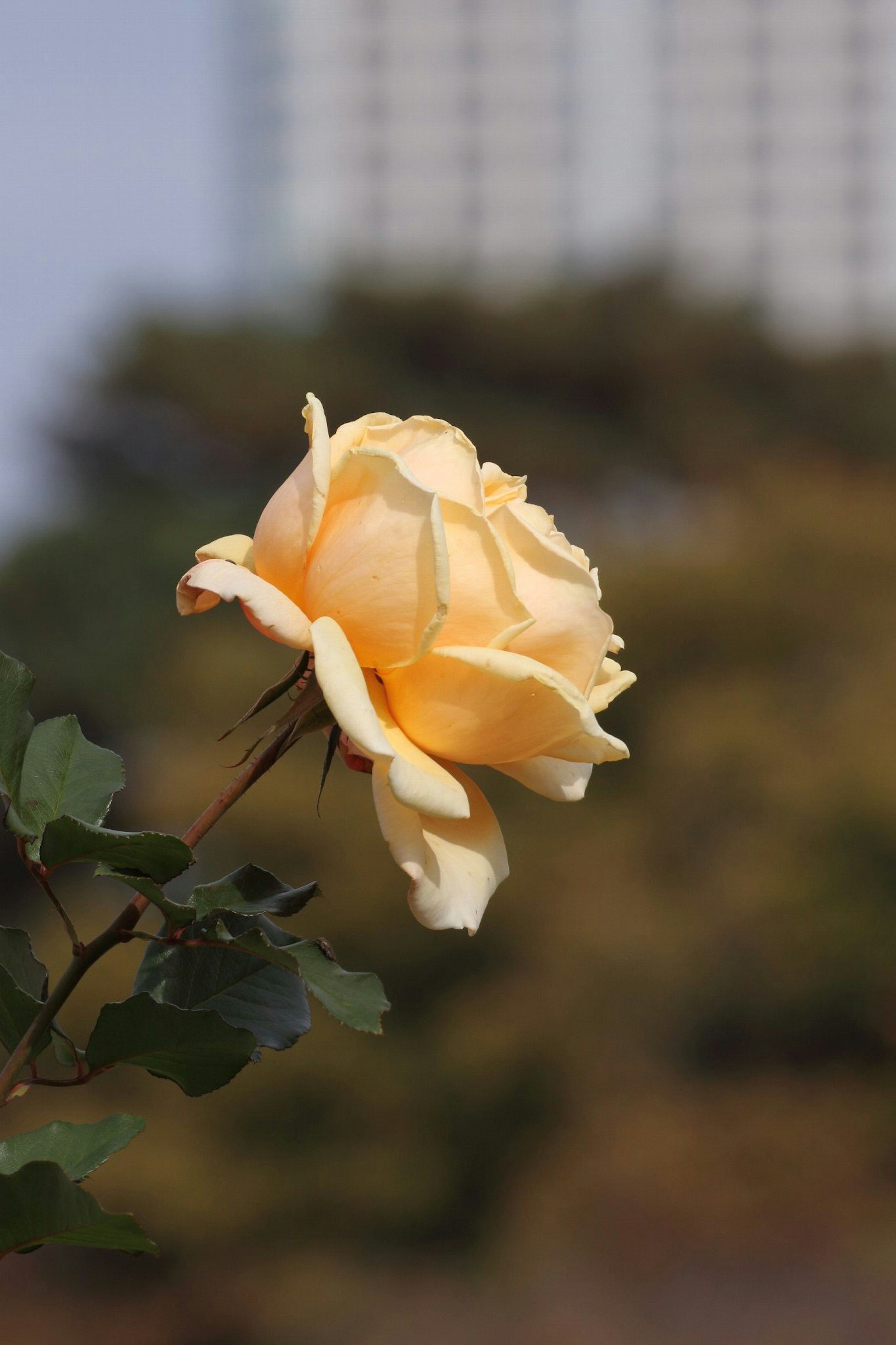 Eine blassgelbe Rose blüht mit einem verschwommenen Gebäude im Hintergrund