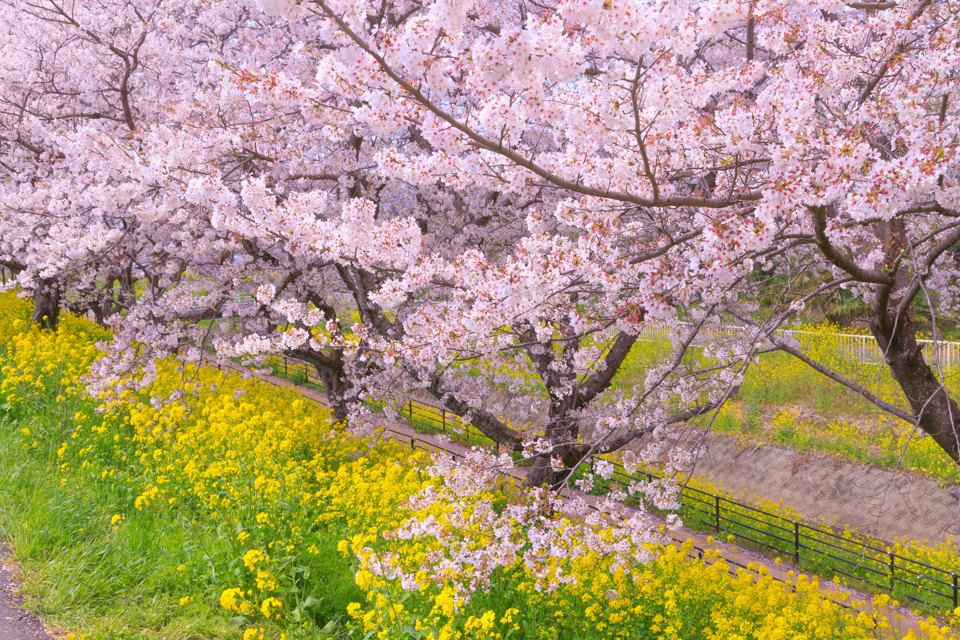 桜の花が咲いている木々と黄色い菜の花が咲く風景