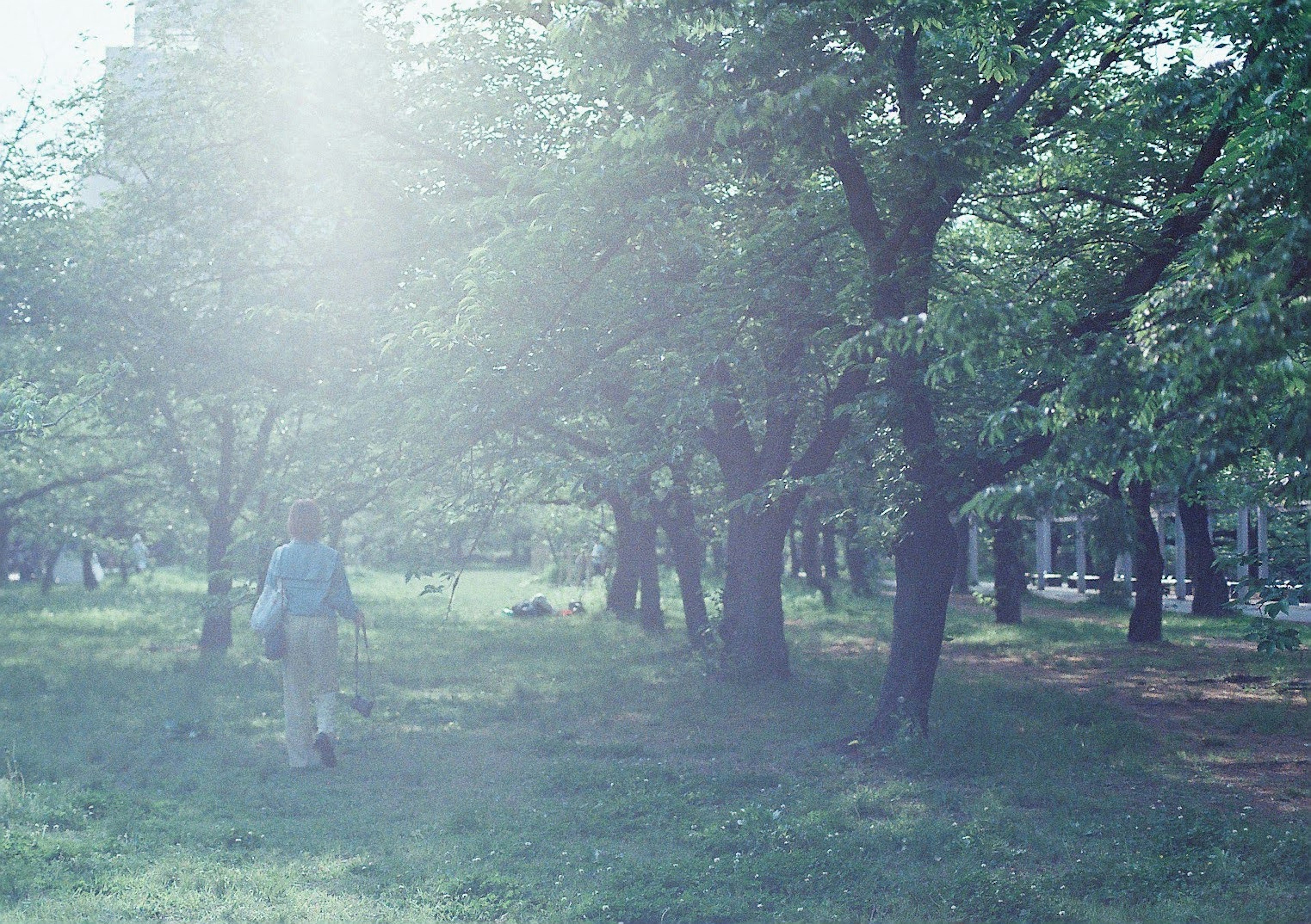 Person walking in a park surrounded by greenery in soft light