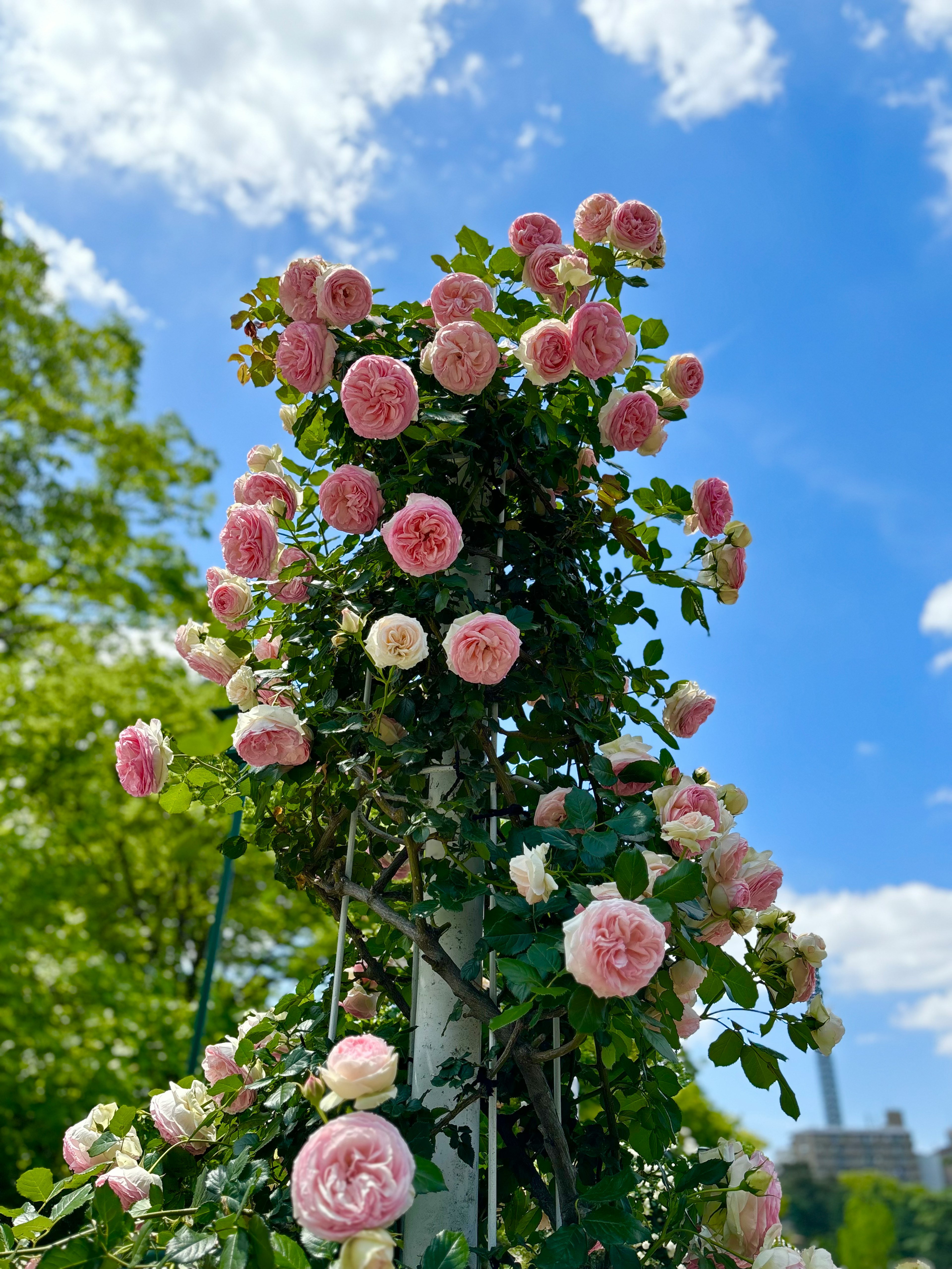 青空の下に咲くピンクのバラのつる植物