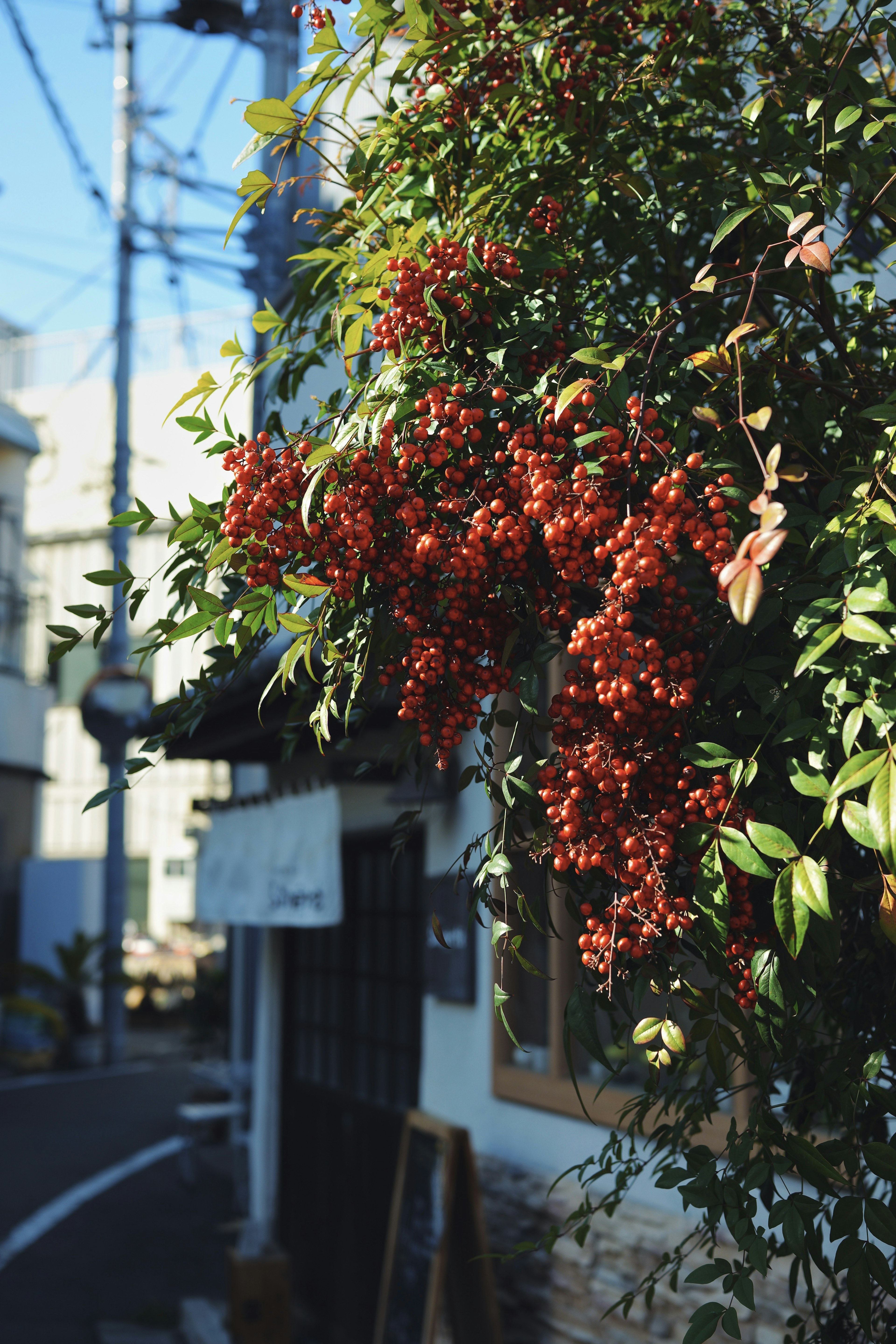 A plant with red berries climbing a wall in a quiet street scene