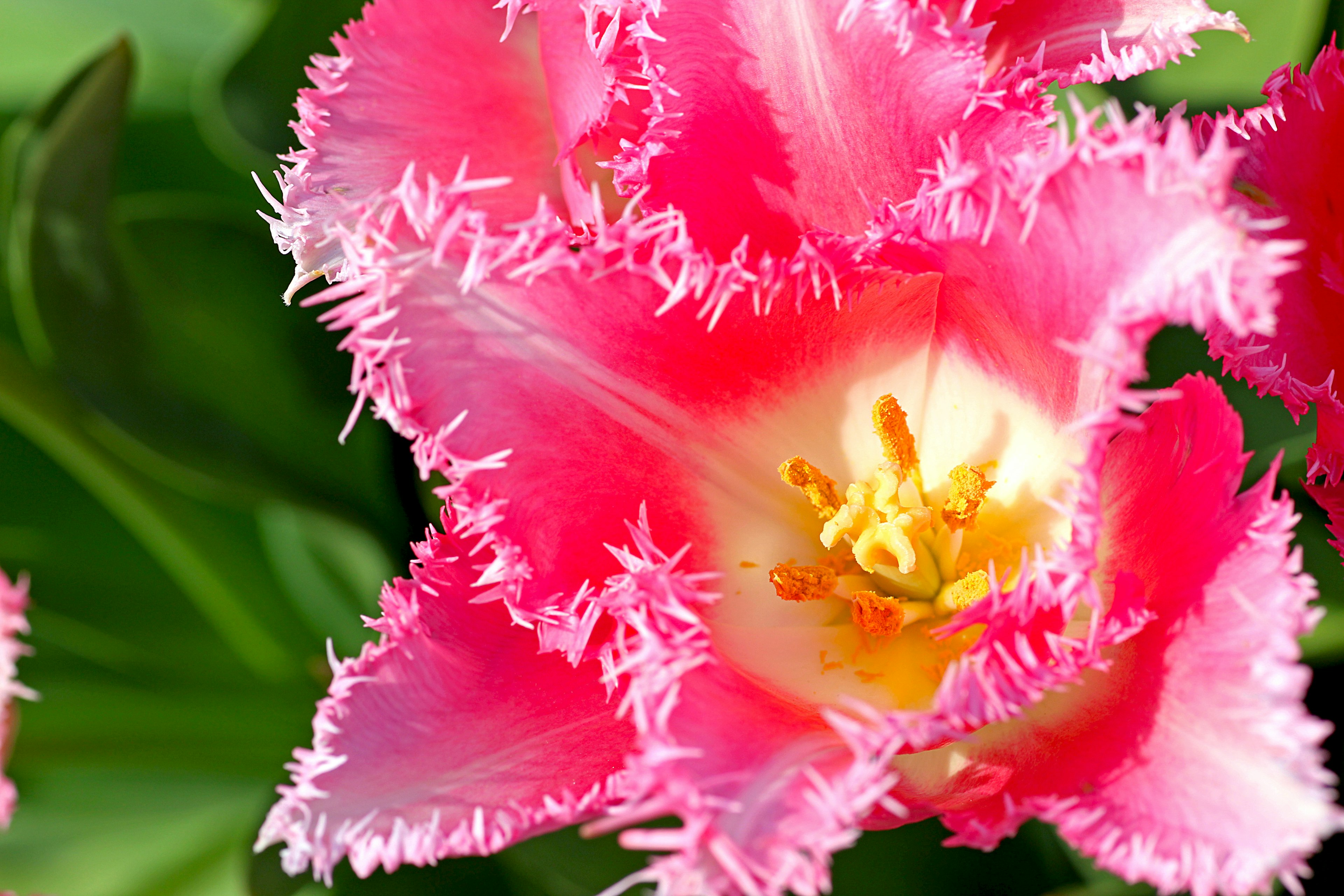 Primo piano di un fiore di tulipano frangiato rosa vivace