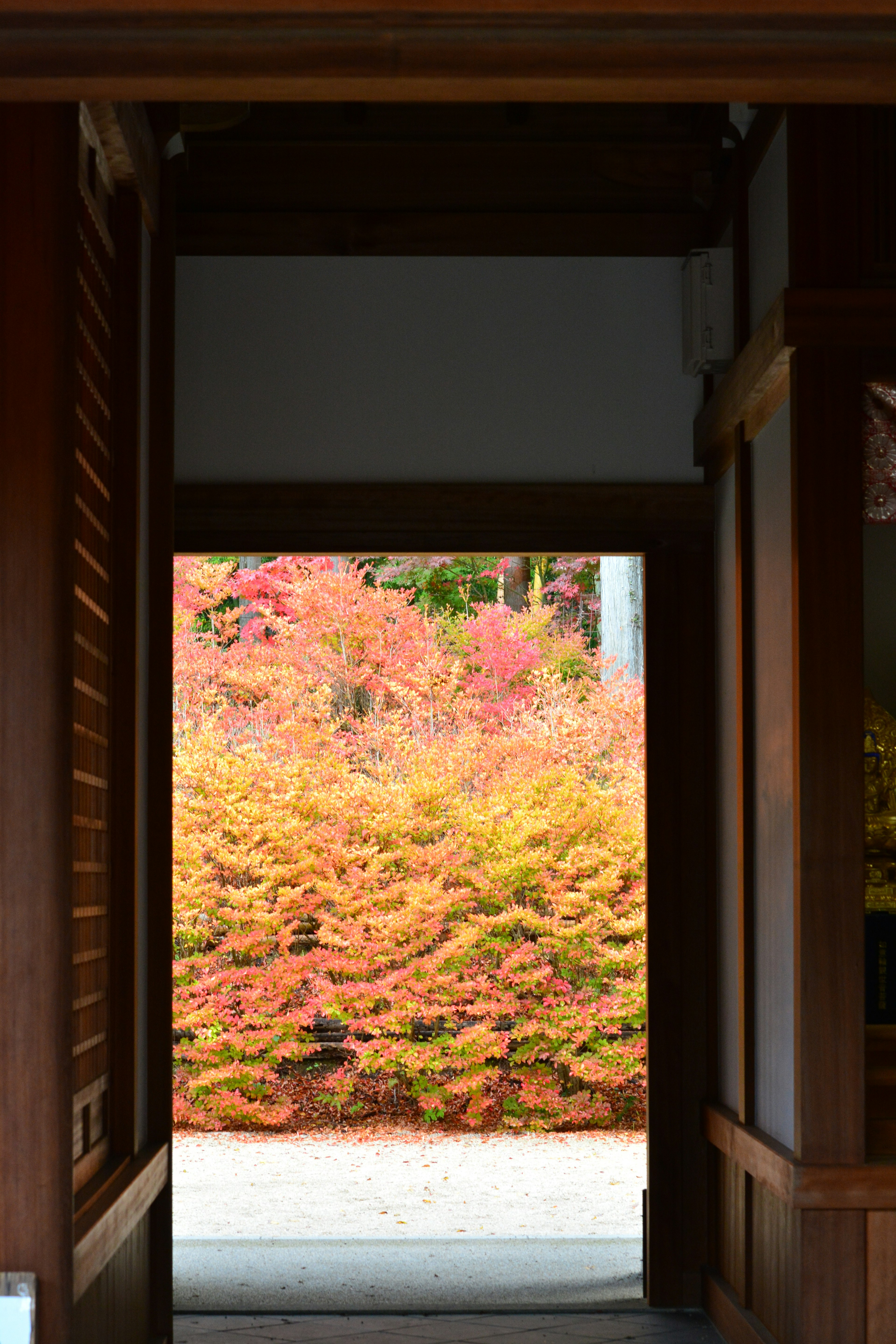 View of a vibrant autumn garden through a wooden doorway