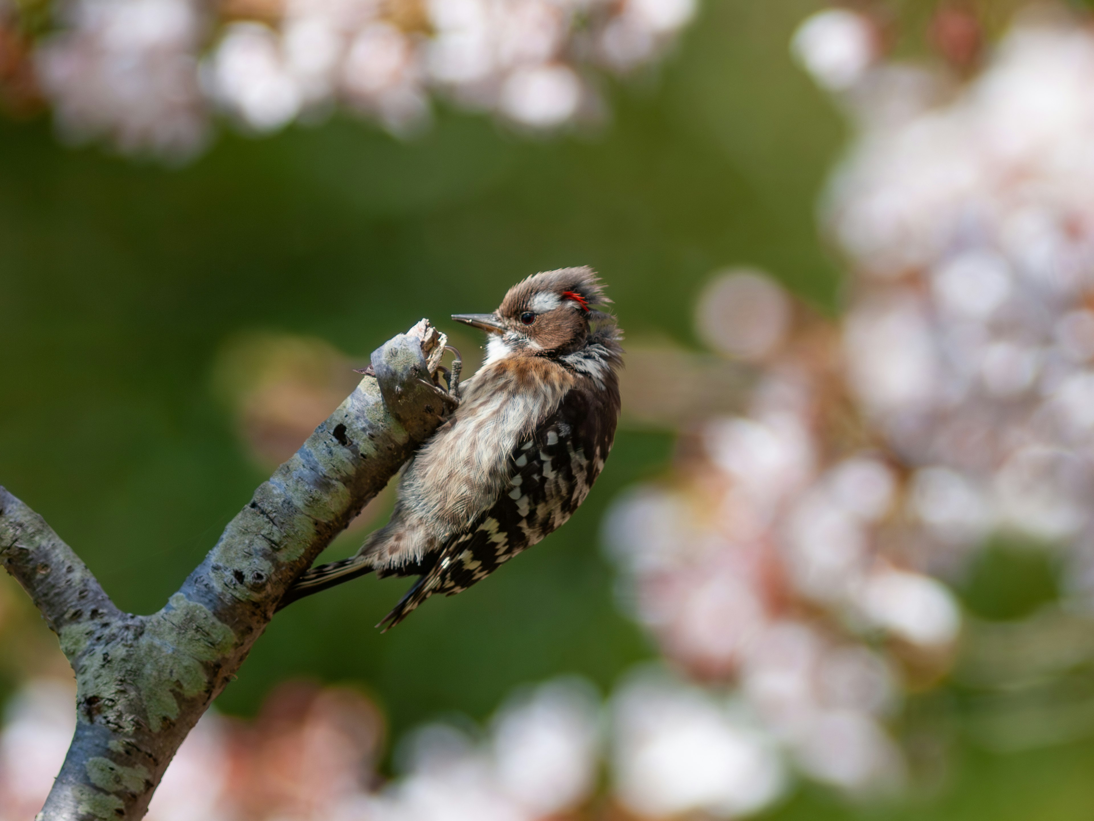 Small bird perched on a branch with cherry blossoms in the background