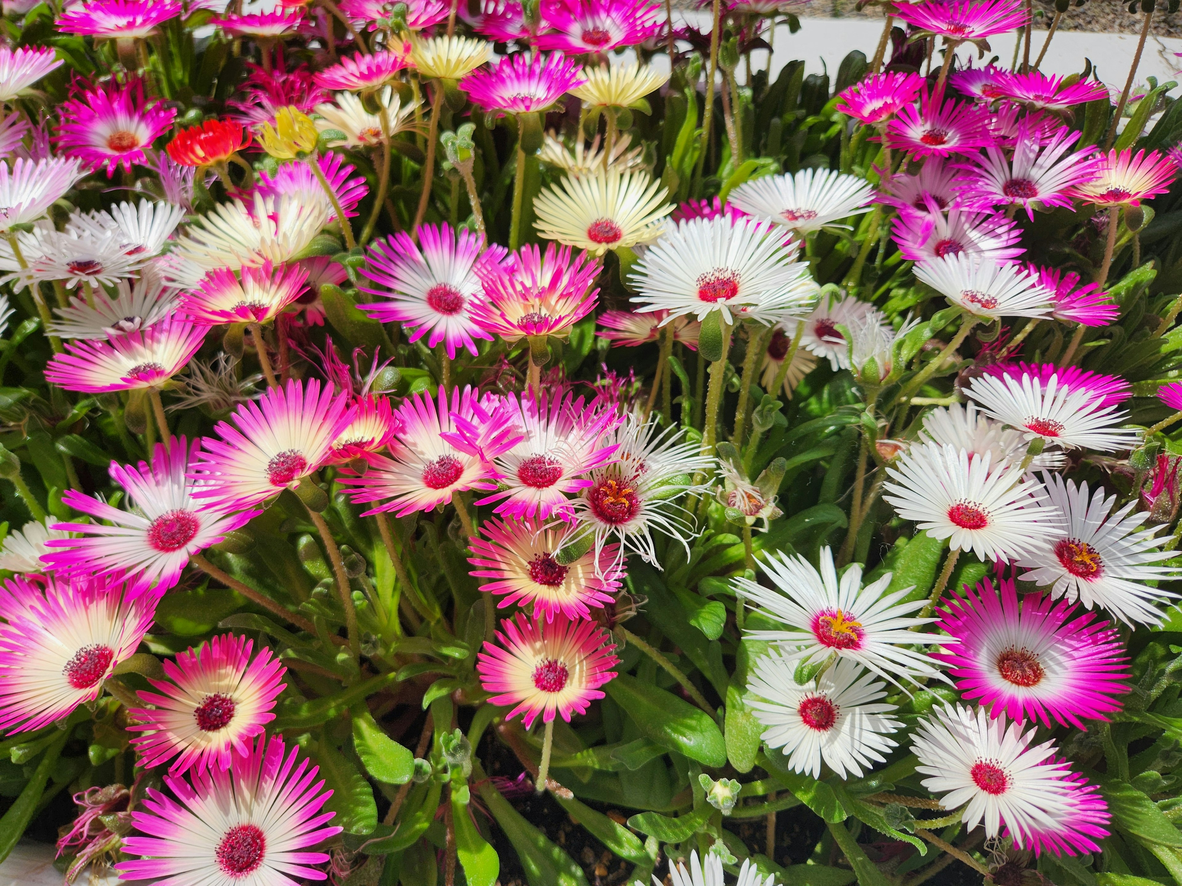 一個充滿活力的花園場景，盛開著粉紅色和白色的花朵