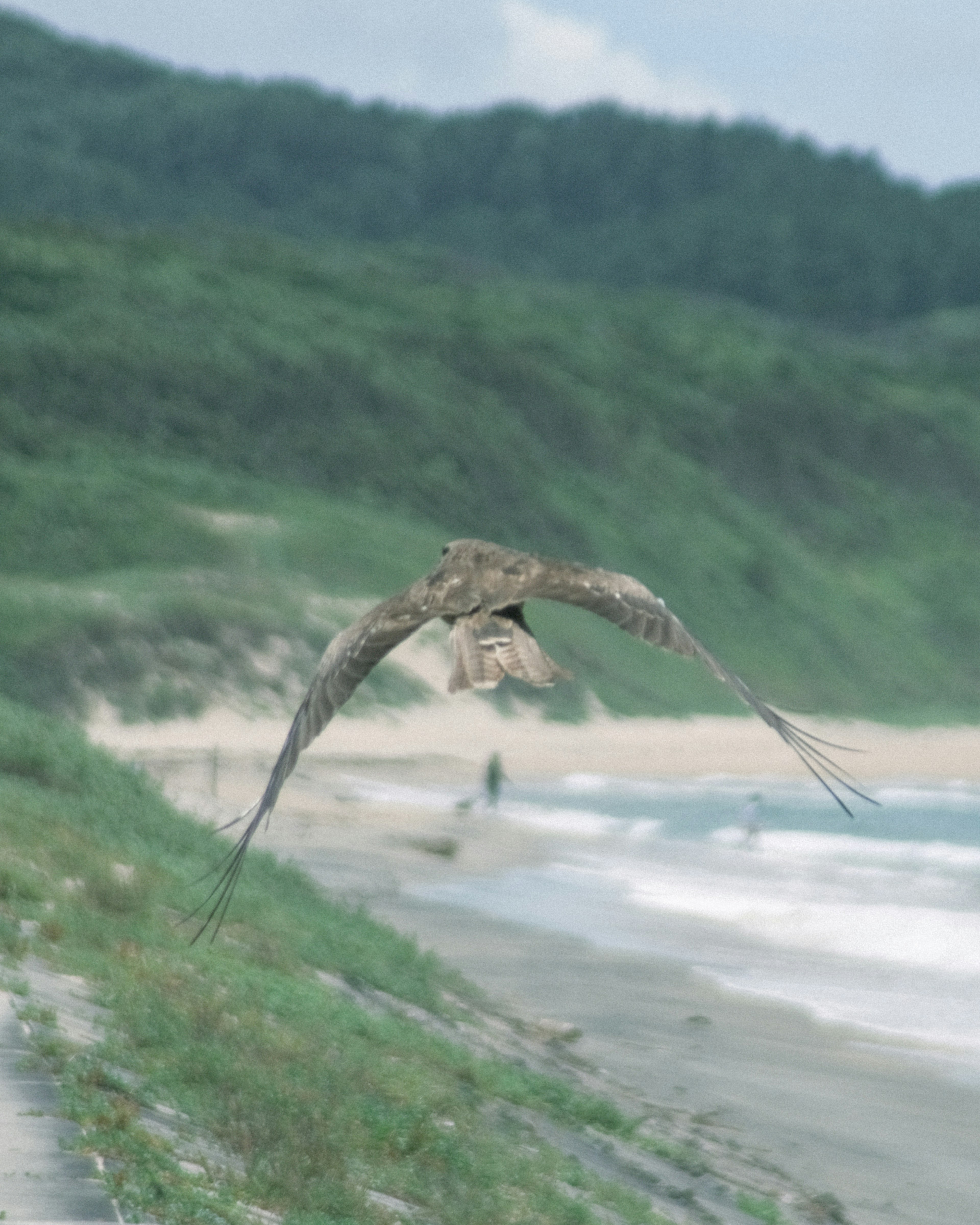 一隻鳥在海岸線上飛翔，背景是綠色的山丘